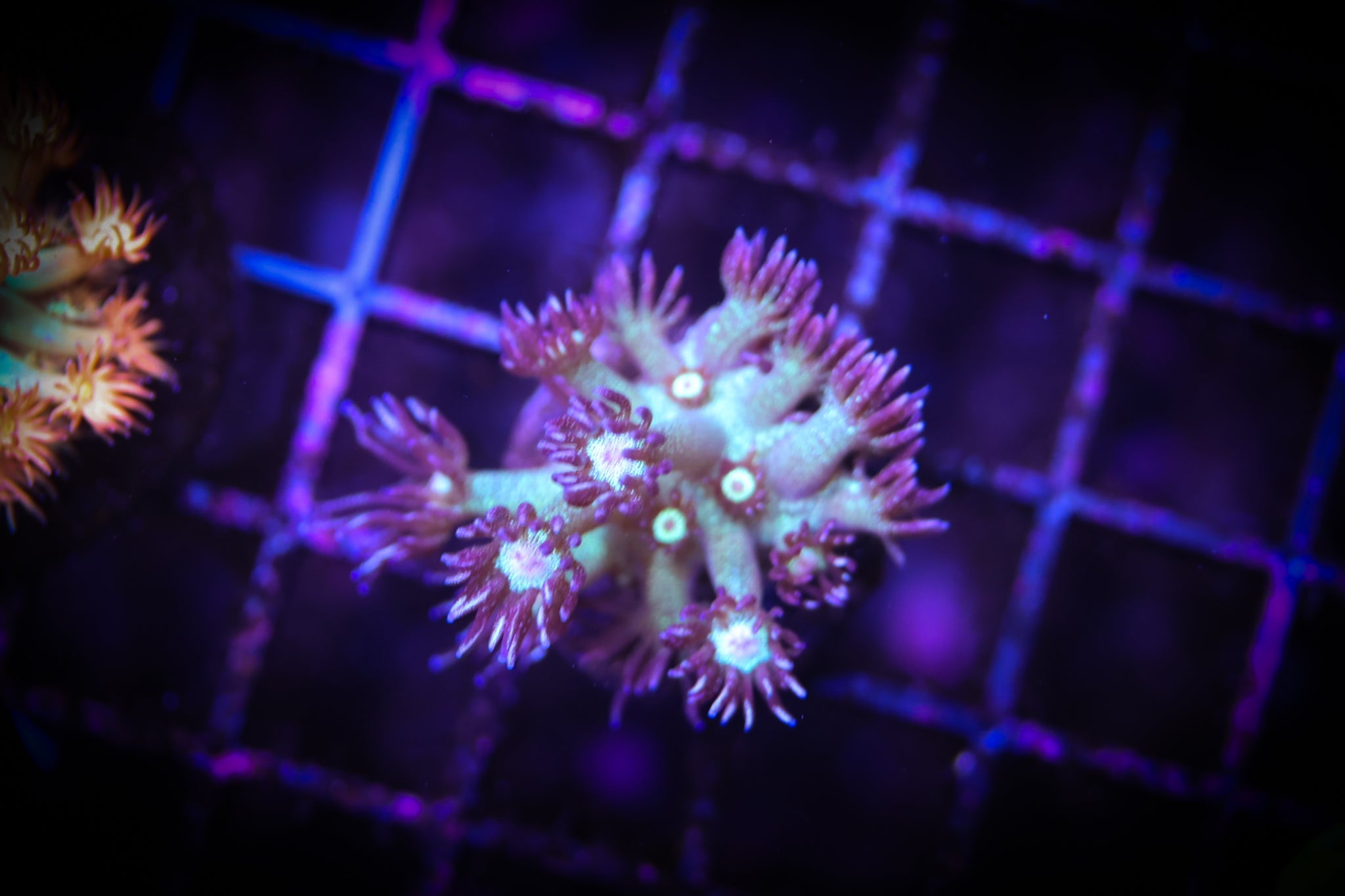 BEC Deep Space Glitter Goni WYSIWYG