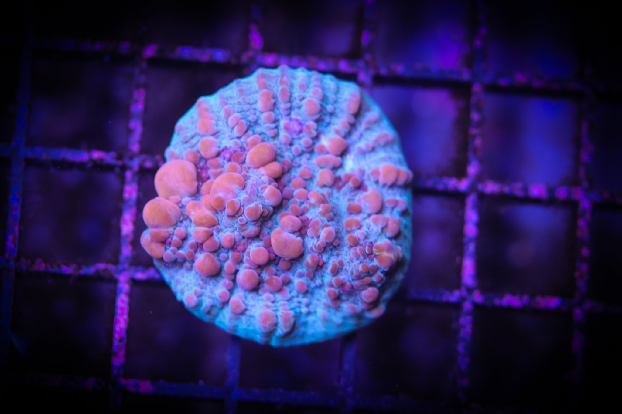 WWC Cosmic Candy Bounce WYSIWYG