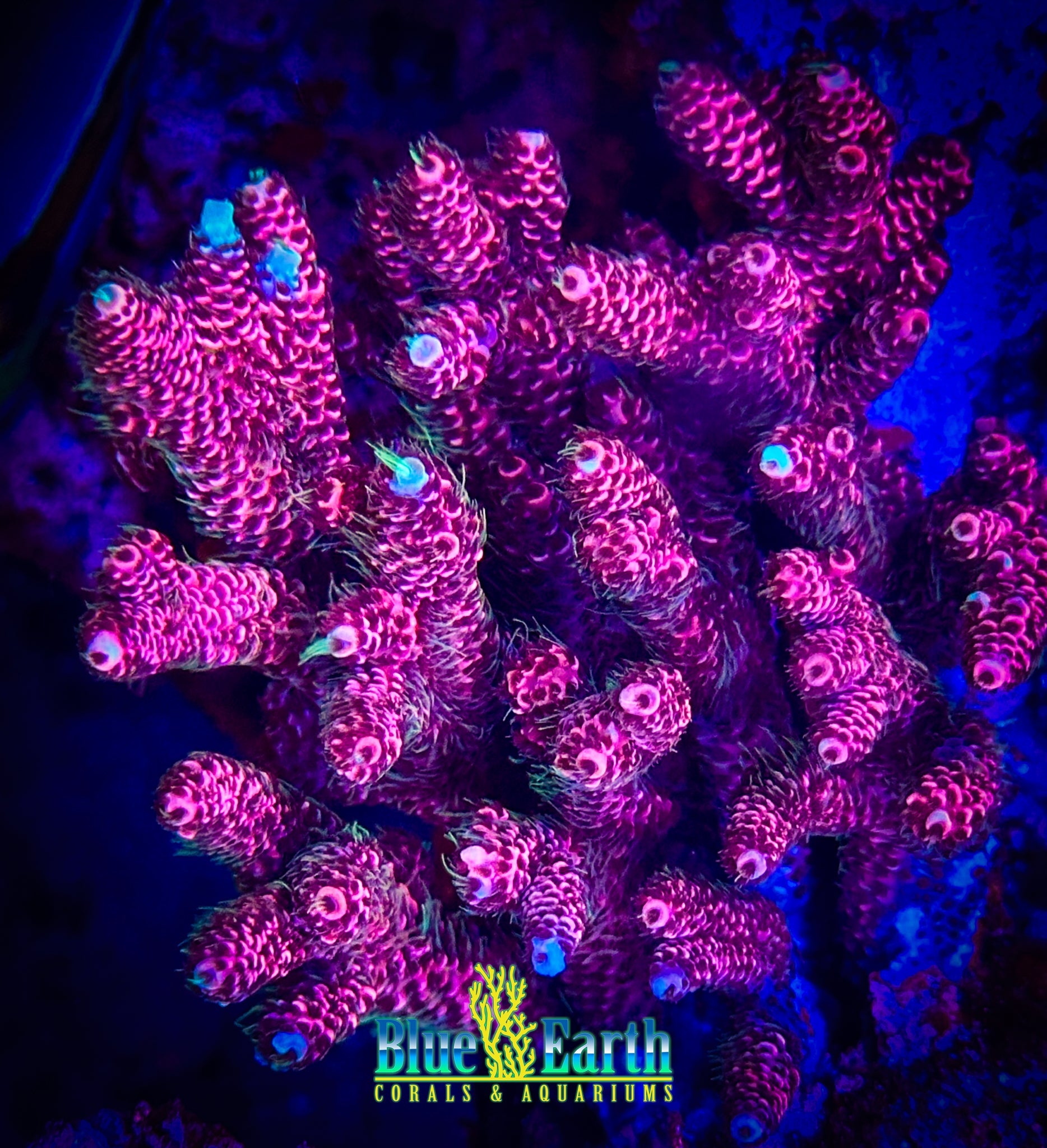 Jello Shot Millie (Cut to Order 3/4"-1" Frag) NON-WYSIWYG