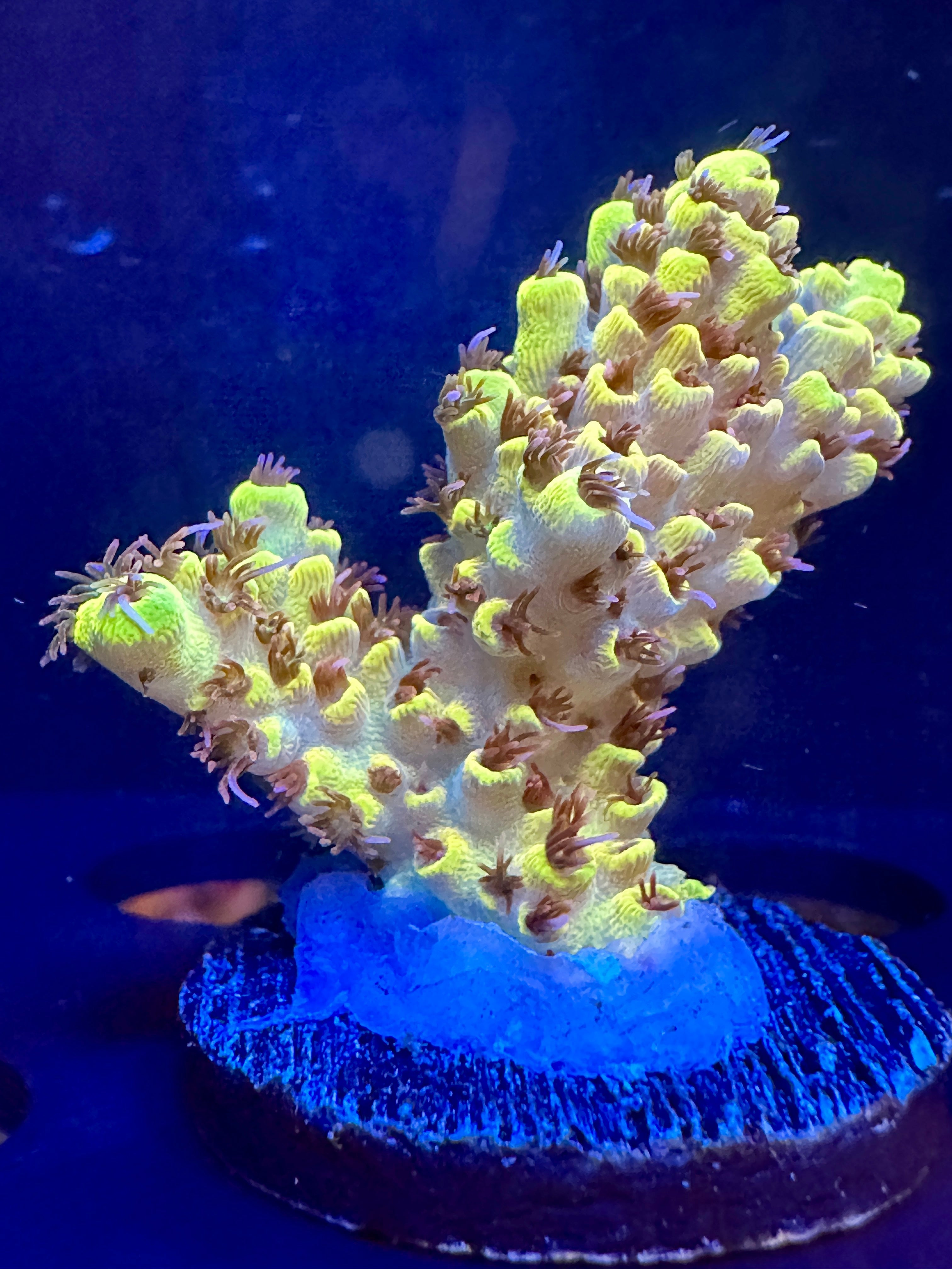 RR Pink Floyd WYSIWYG