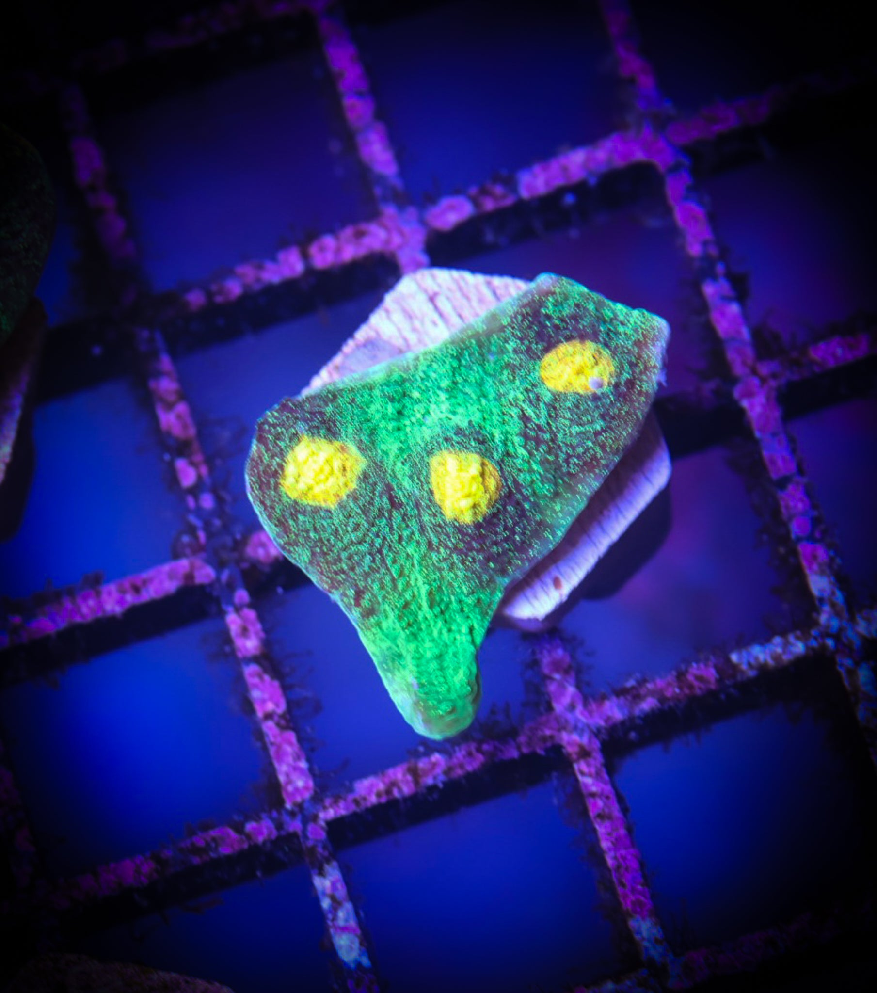 JF Raja Rampage WYSIWYG