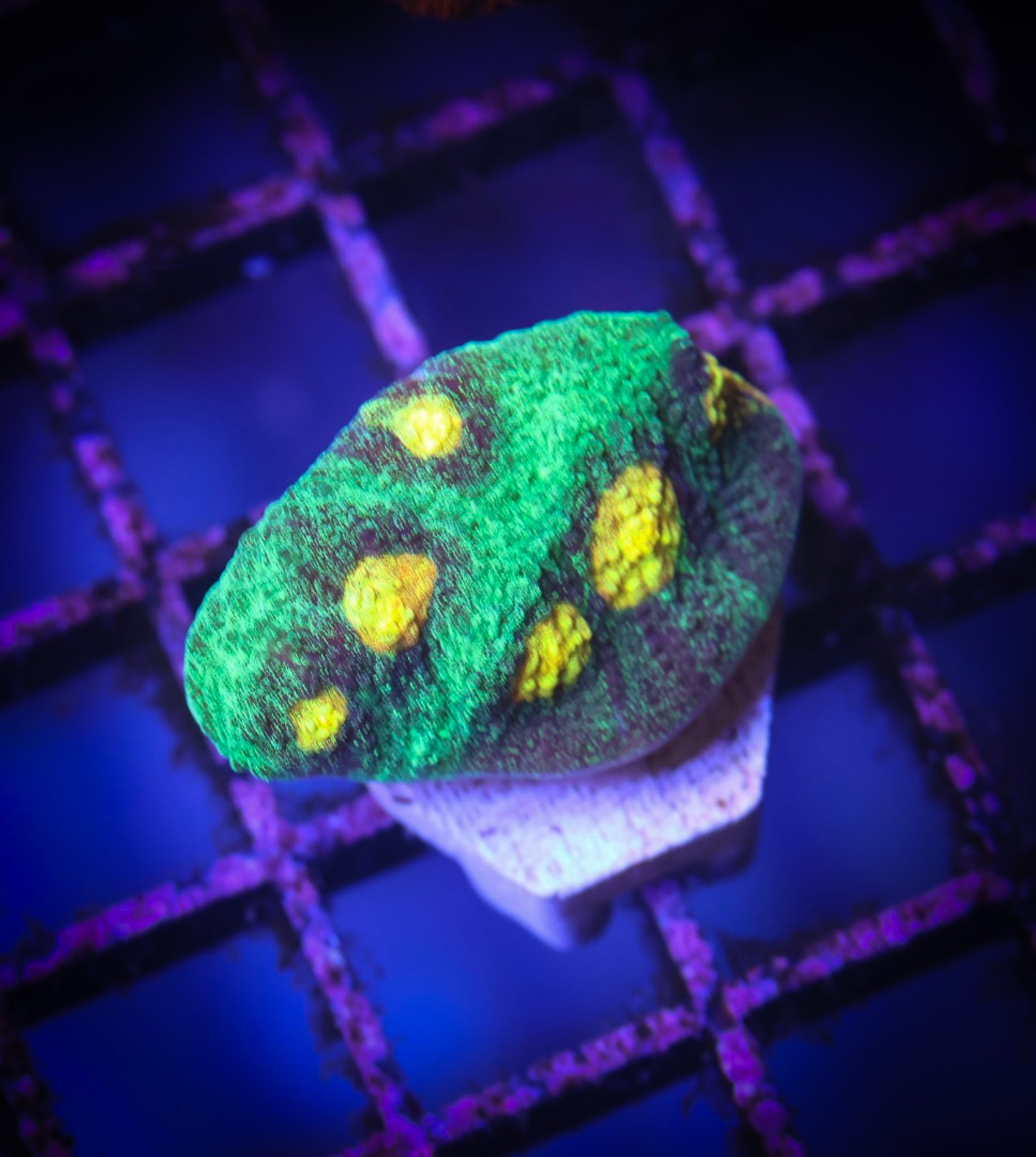 JF Raja Rampage WYSIWYG