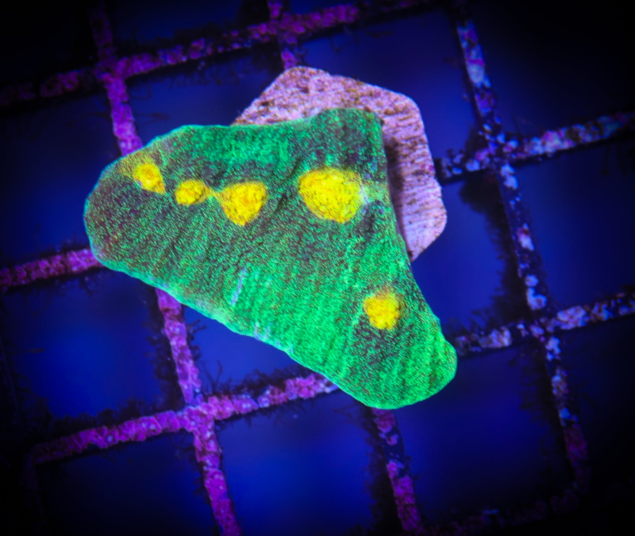 JF Raja Rampage WYSIWYG