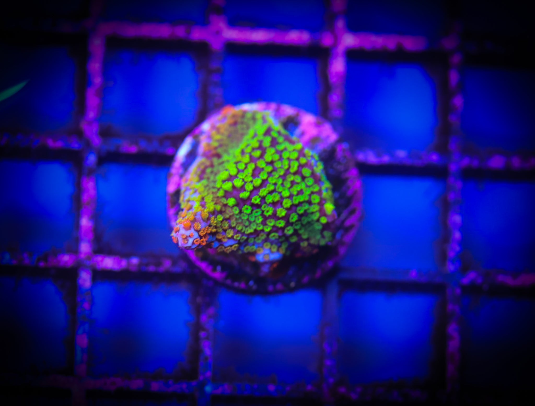 Rainbow Monti WYSIWYG