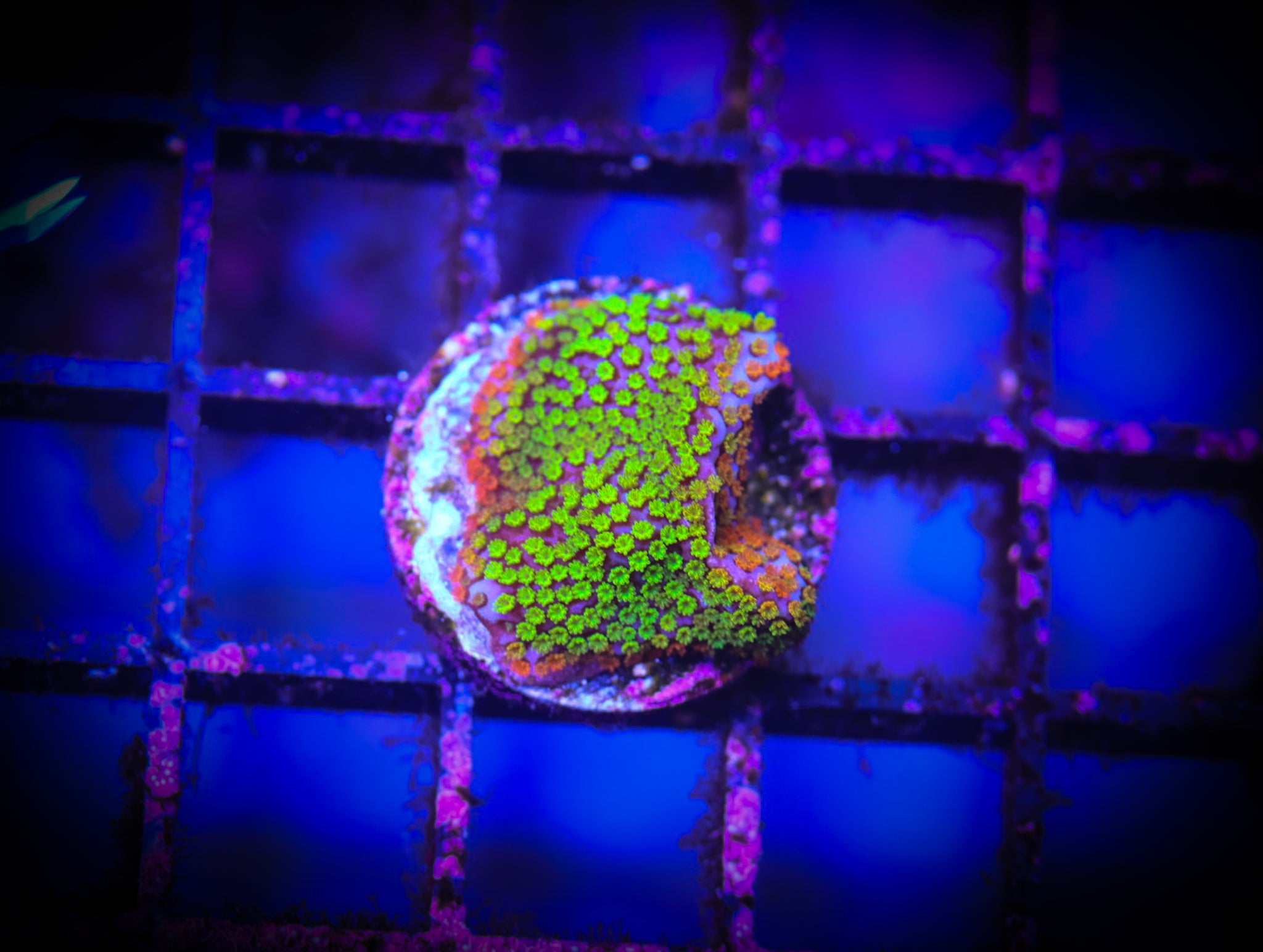 Rainbow Monti WYSIWYG