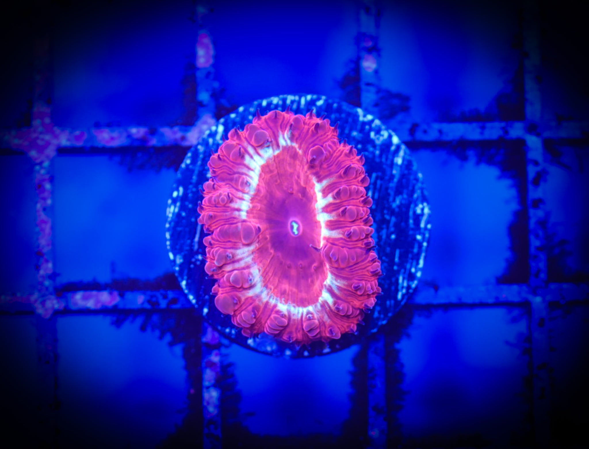 BEC Ultra Wellsi Blasto WYSIWYG