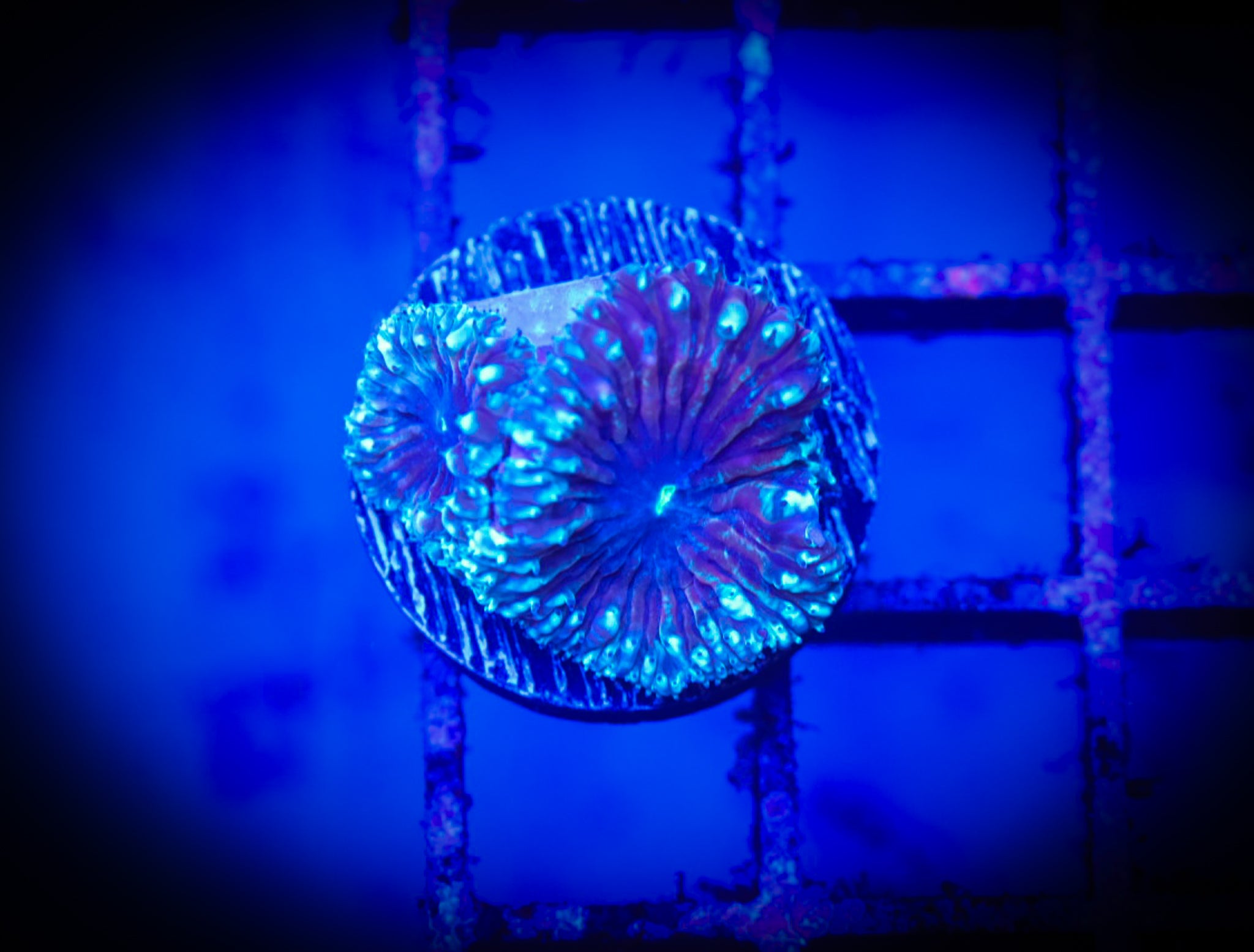 BEC Wellsi Blasto WYSIWYG