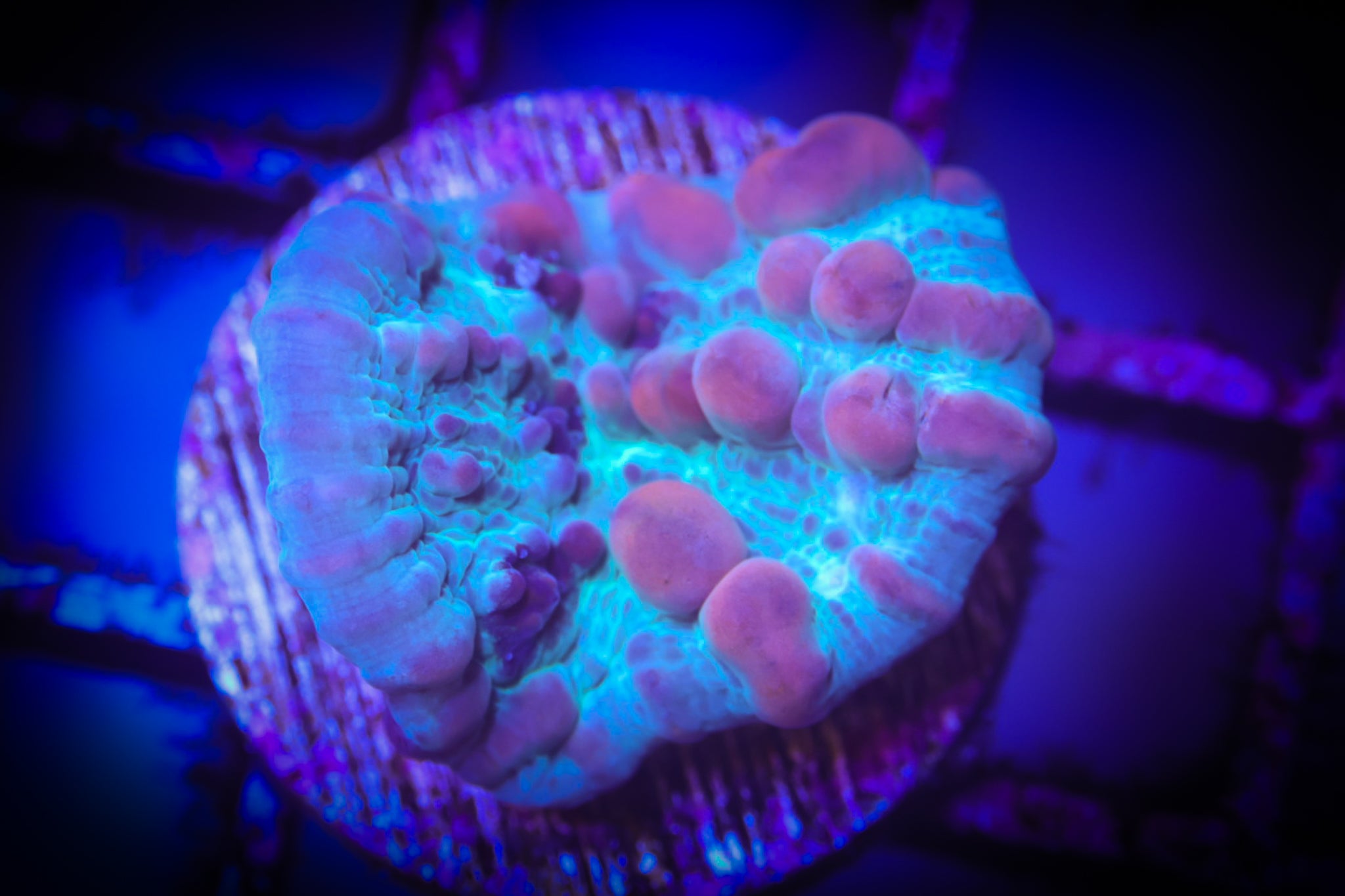 WWC Cosmic Candy Bounce WYSIWYG