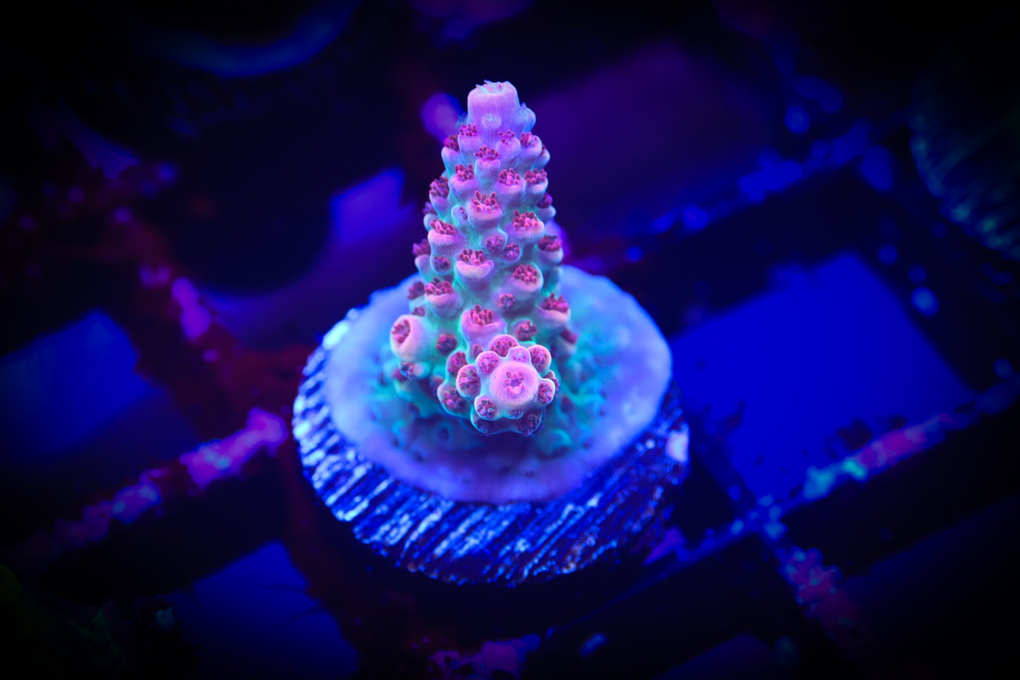 TSA Princess Peach WYSIWYG