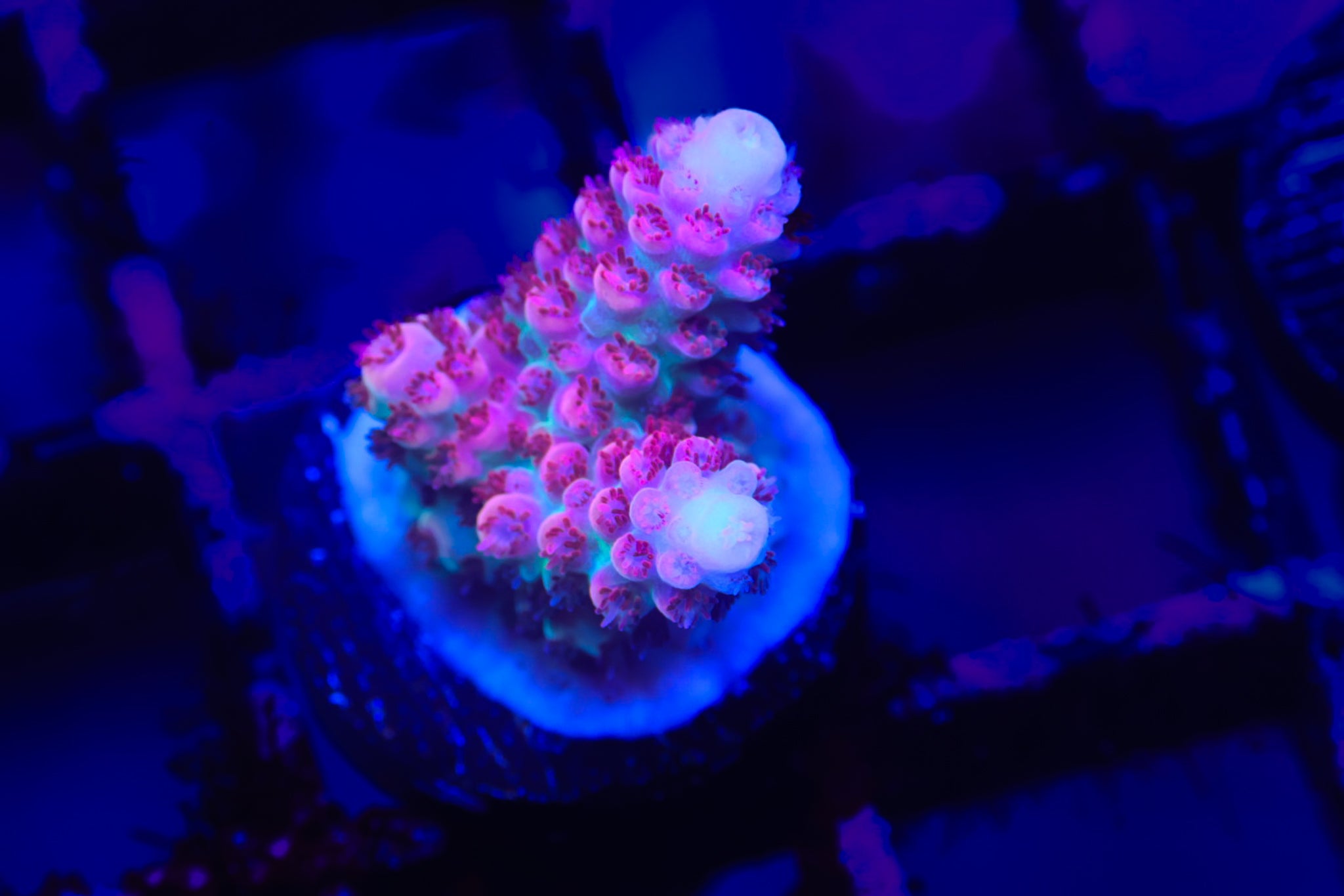 TSA Princess Peach WYSIWYG