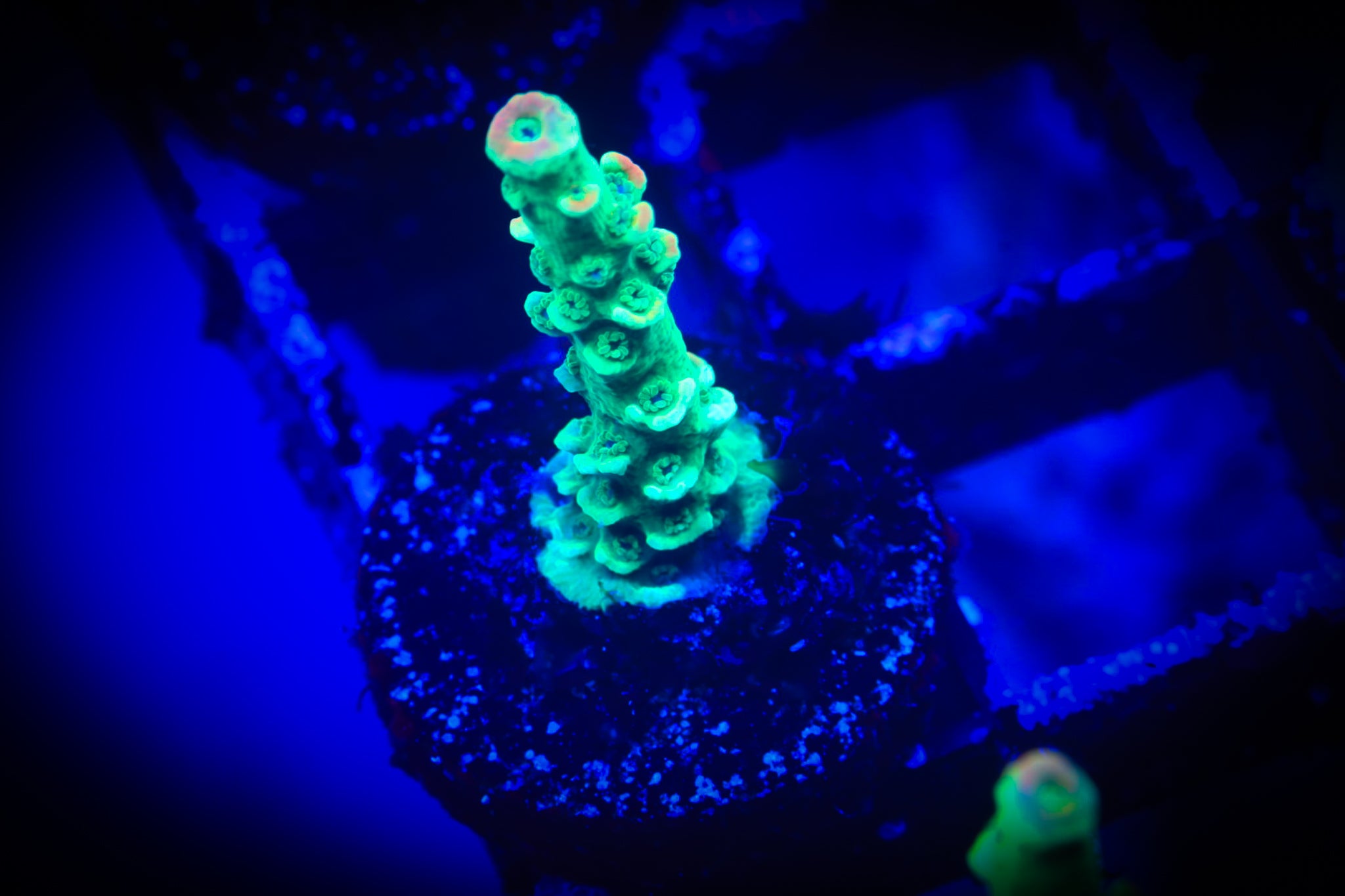 JF Home Wrecker WYSIWYG