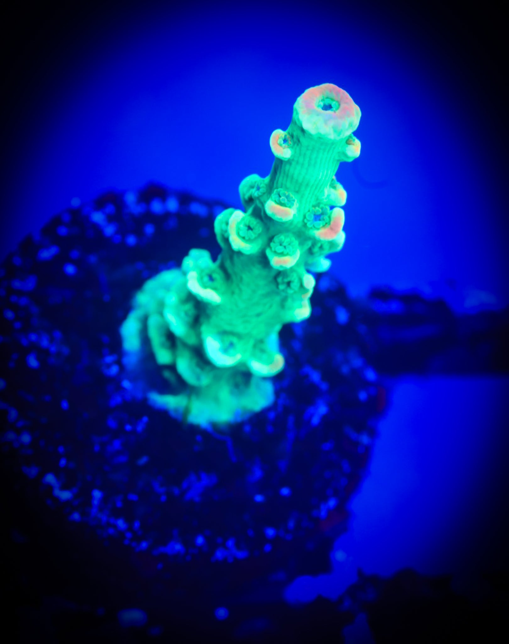 JF Home Wrecker WYSIWYG