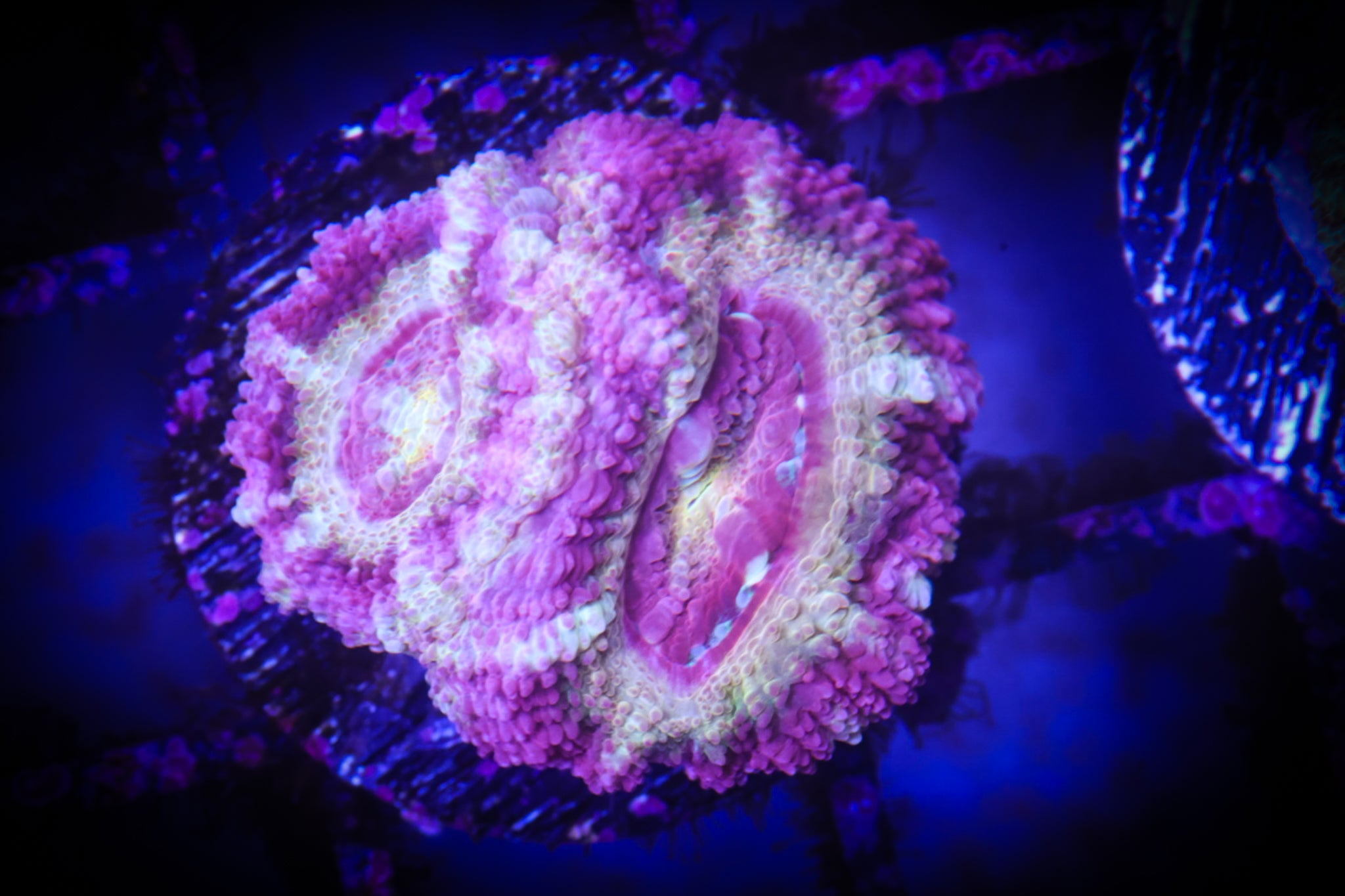 BEC Ultra Japanese acans WYSIWYG