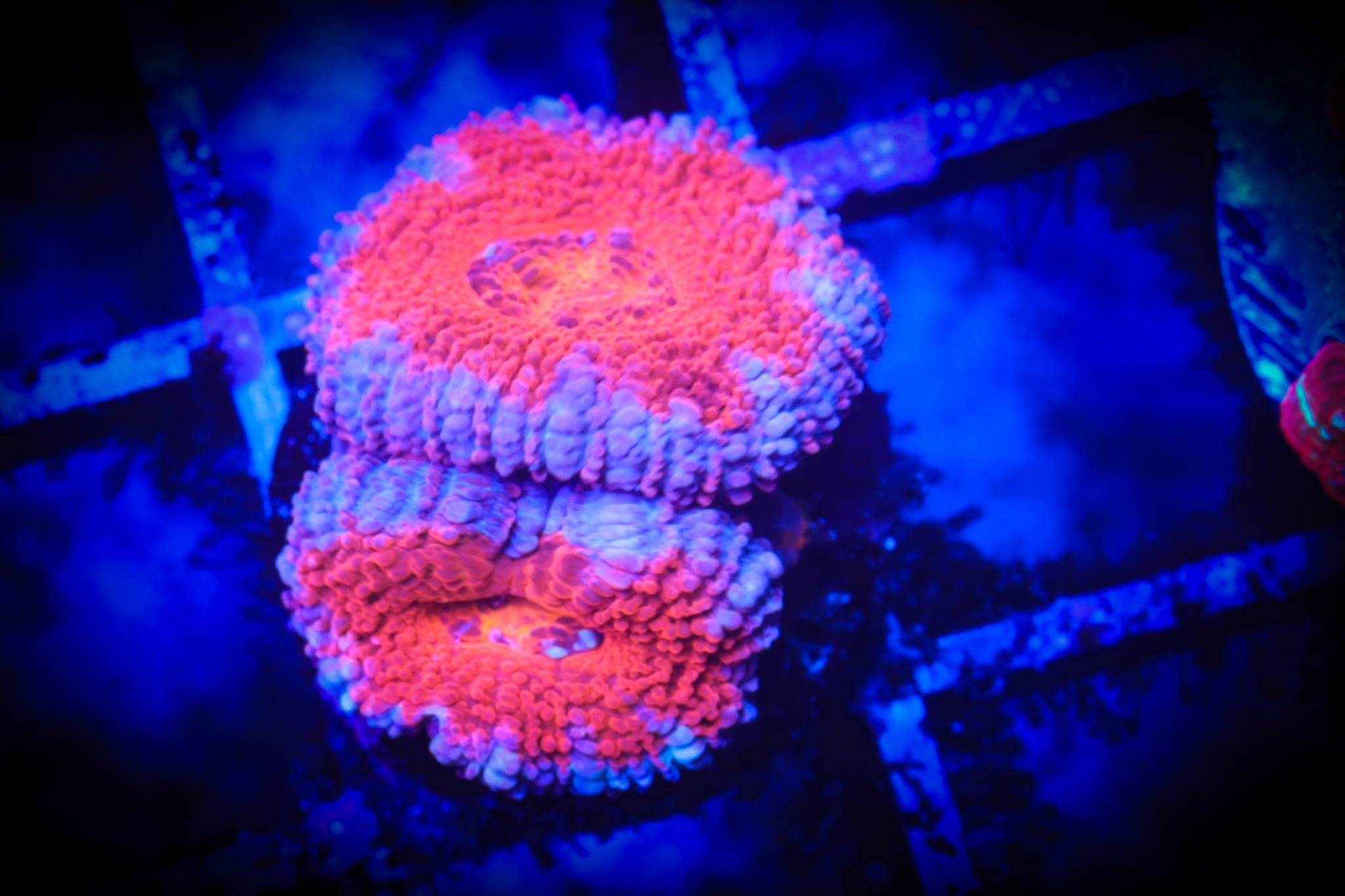 BEC Red Japanese acans WYSIWYG