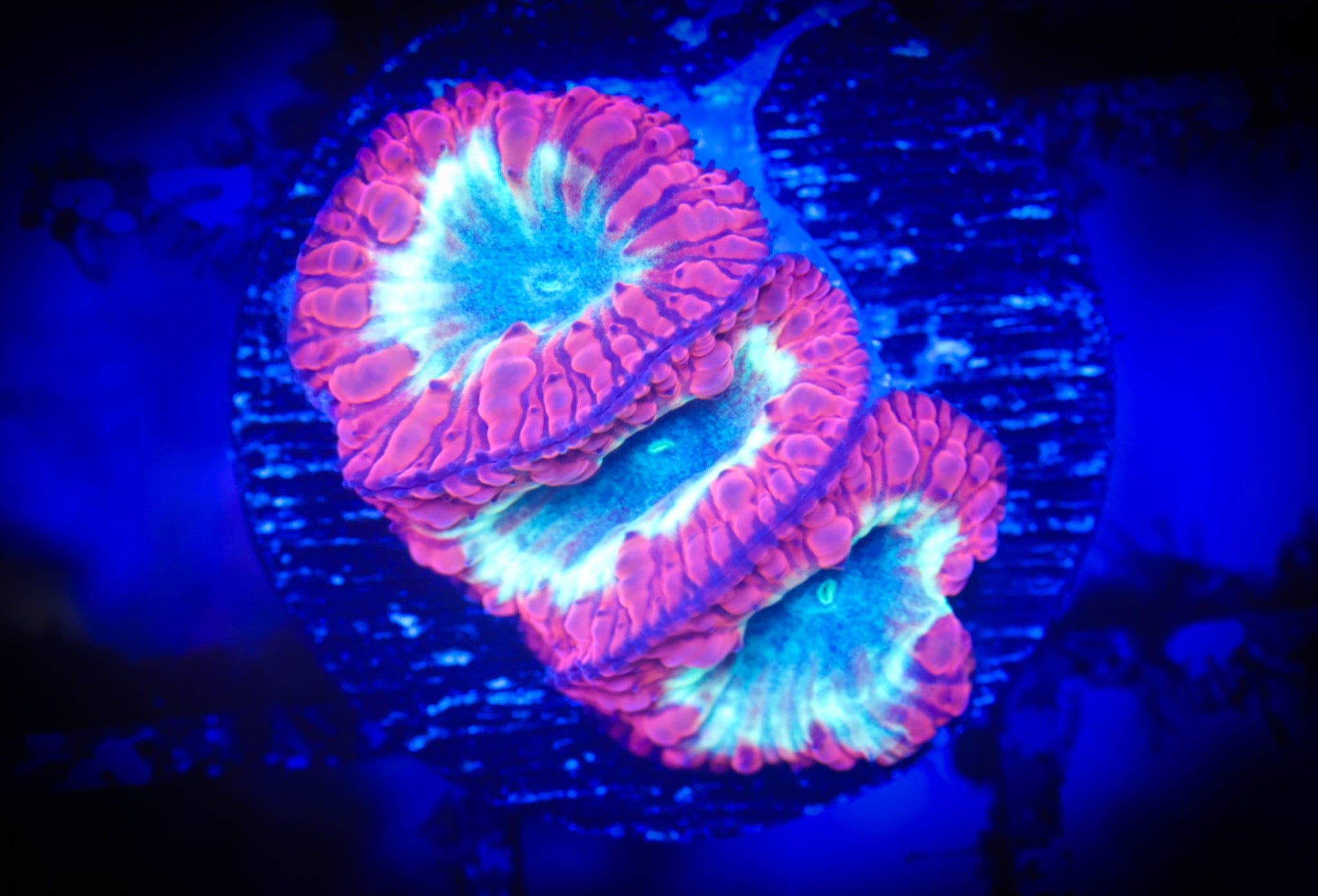 BEC Ultra Wellsi Blasto WYSIWYG