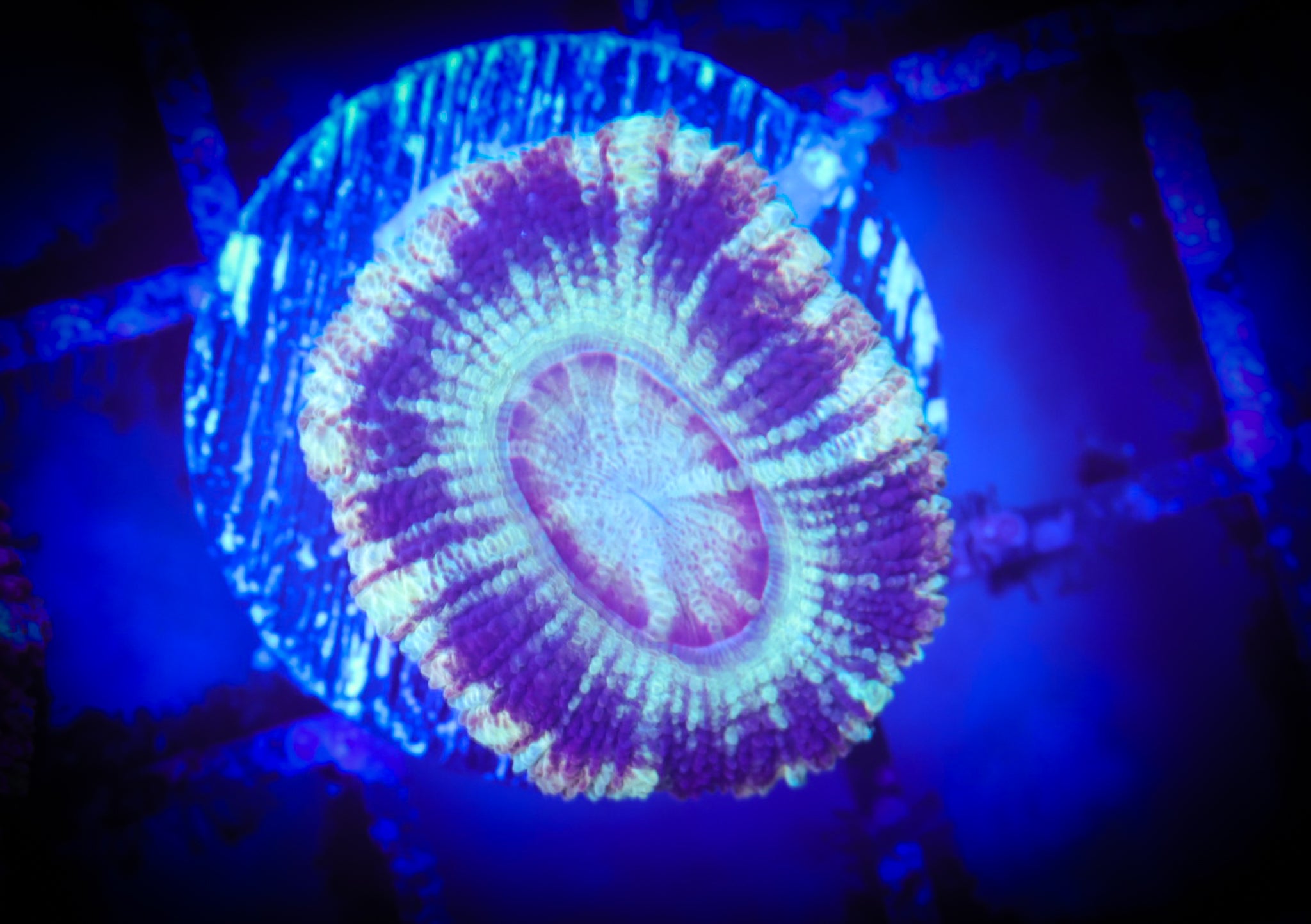 BEC Ultra Japanese acans WYSIWYG