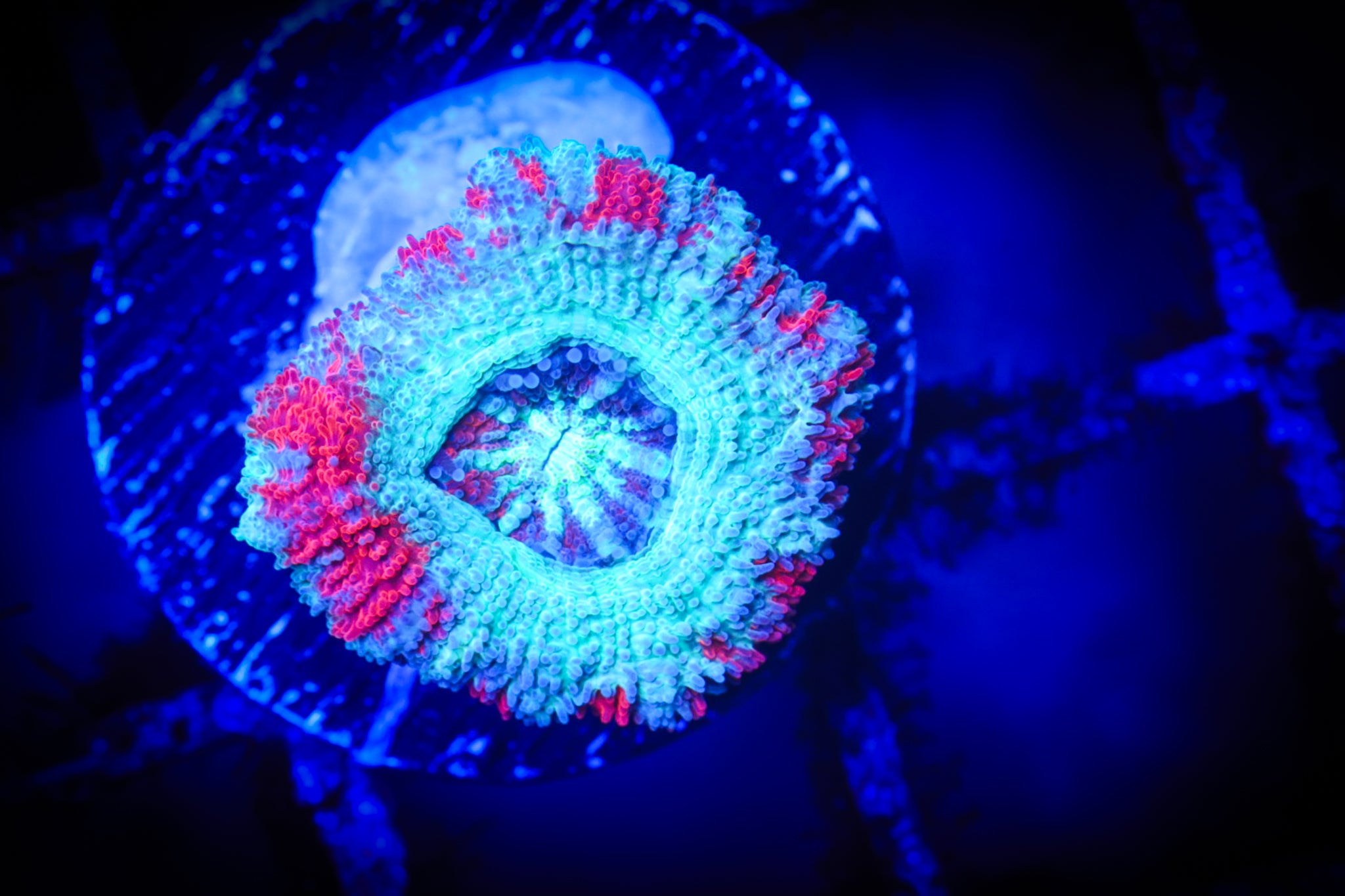 BEC Ultra Japanese acans WYSIWYG