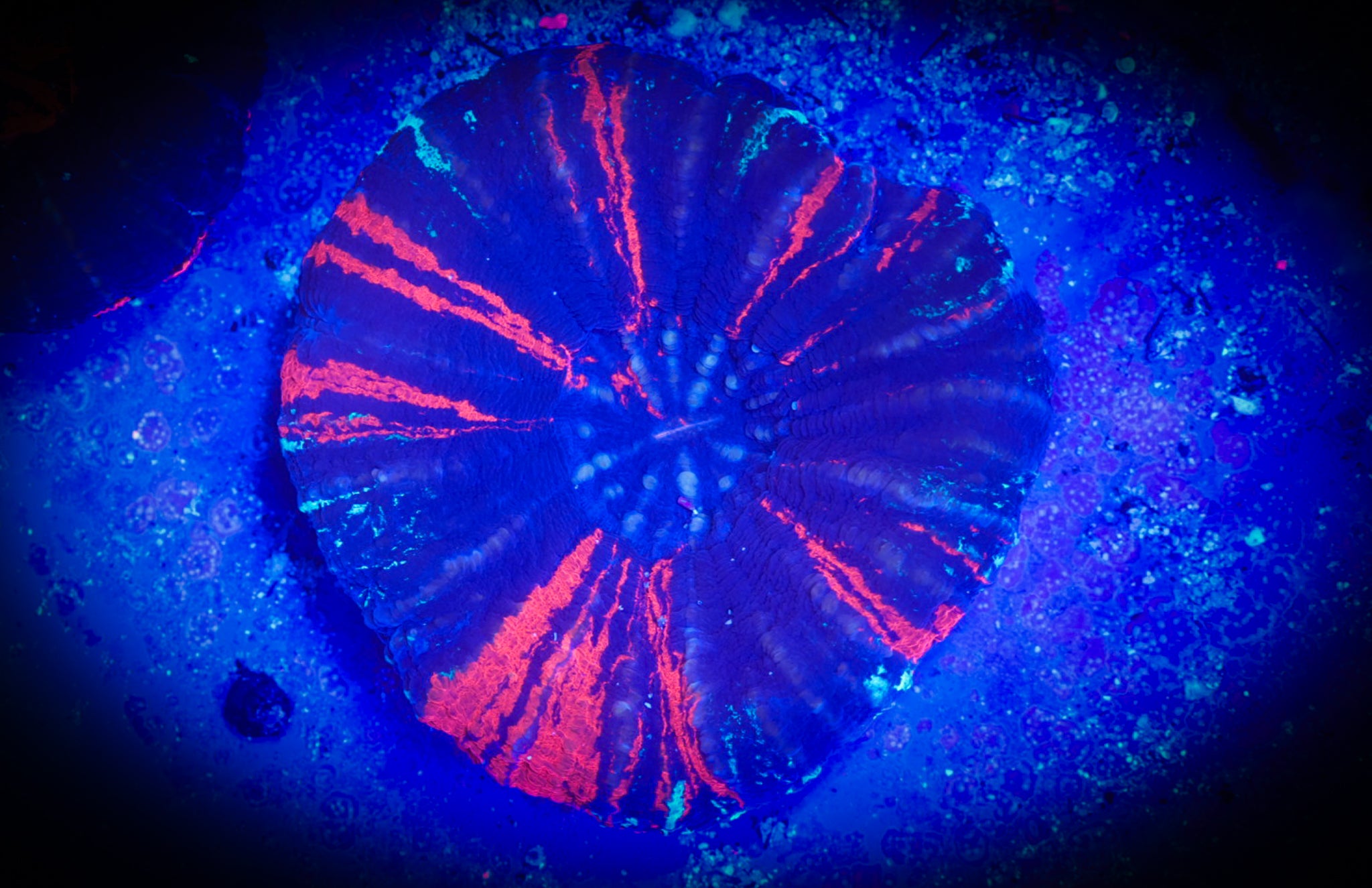 BEC Frosted War Paint Scoly WYSIWYG