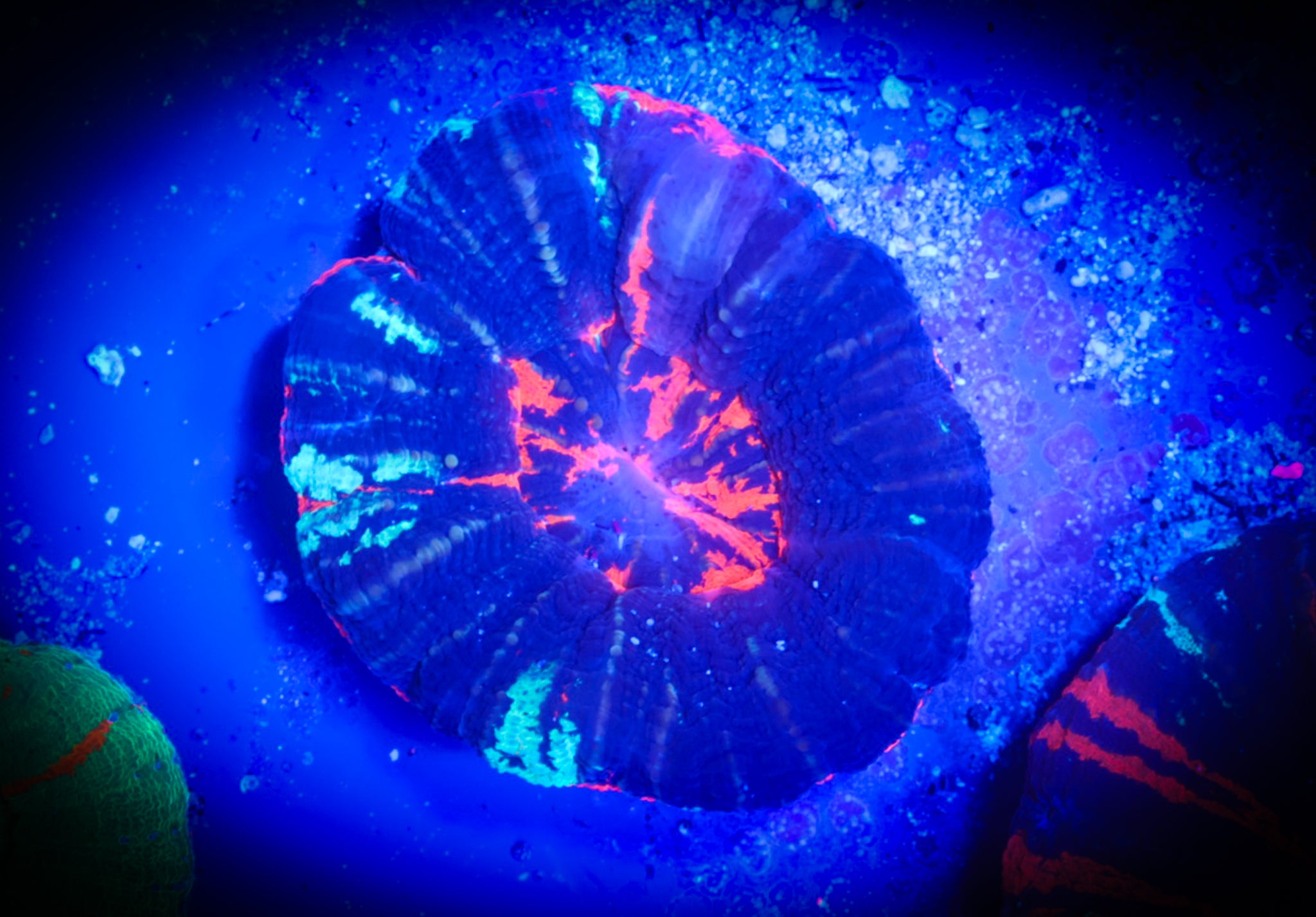 BEC Frosted War Paint Scoly WYSIWYG