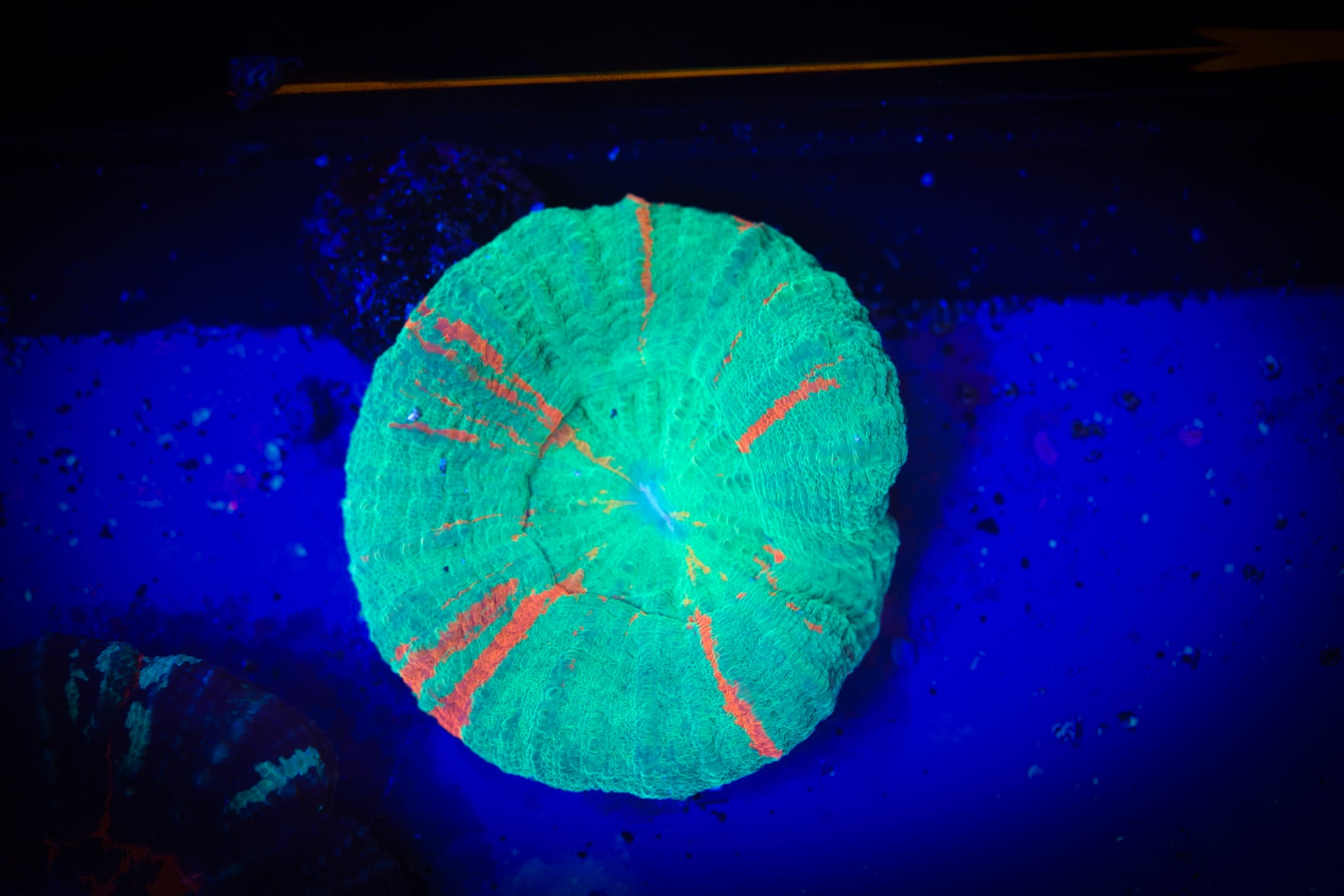 BEC Bleeding Apple Scoly WYSIWYG