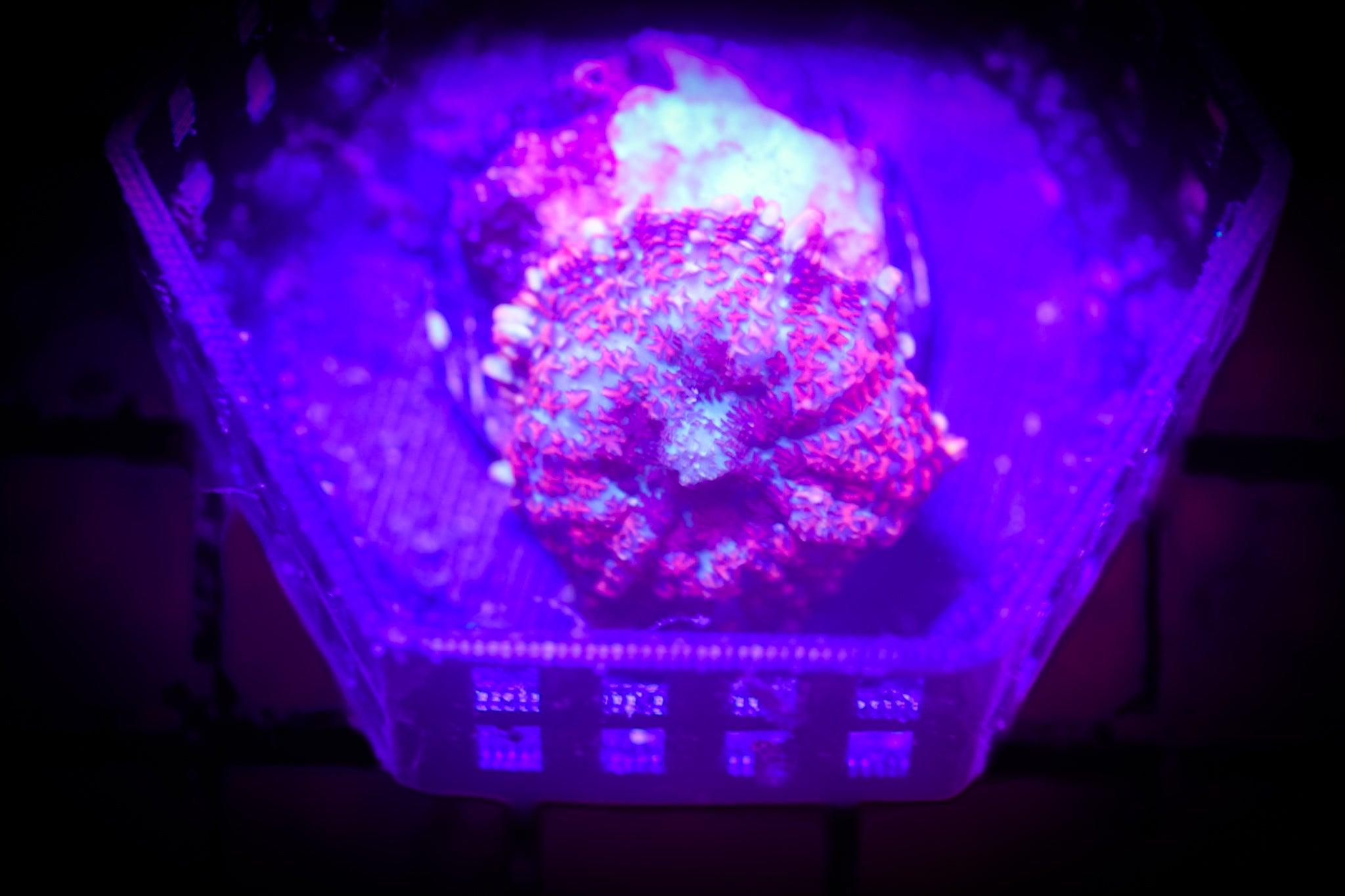 Rainbow Rhodactis WYSIWYG