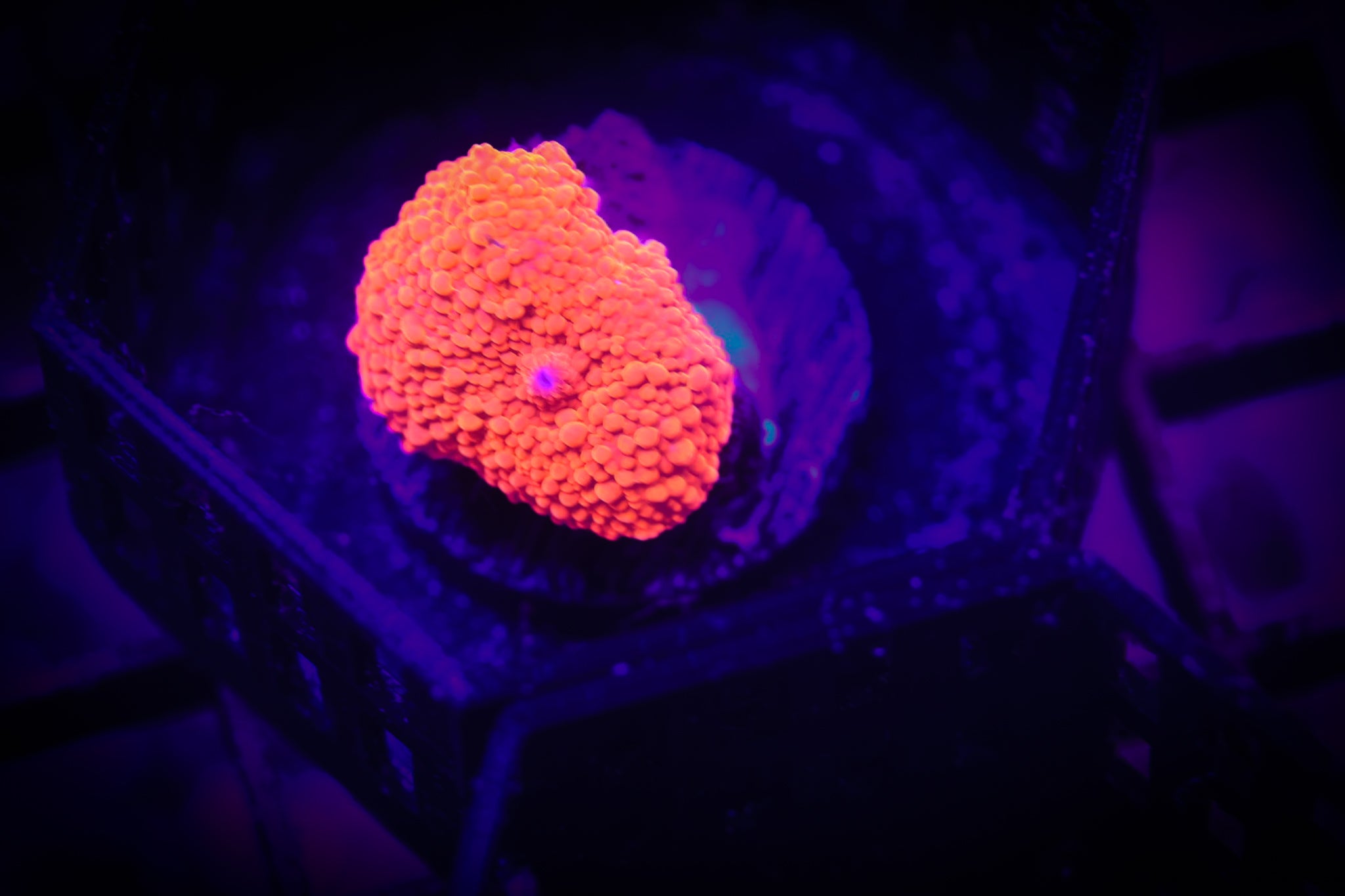 Dead Pool Shroom WYSIWYG