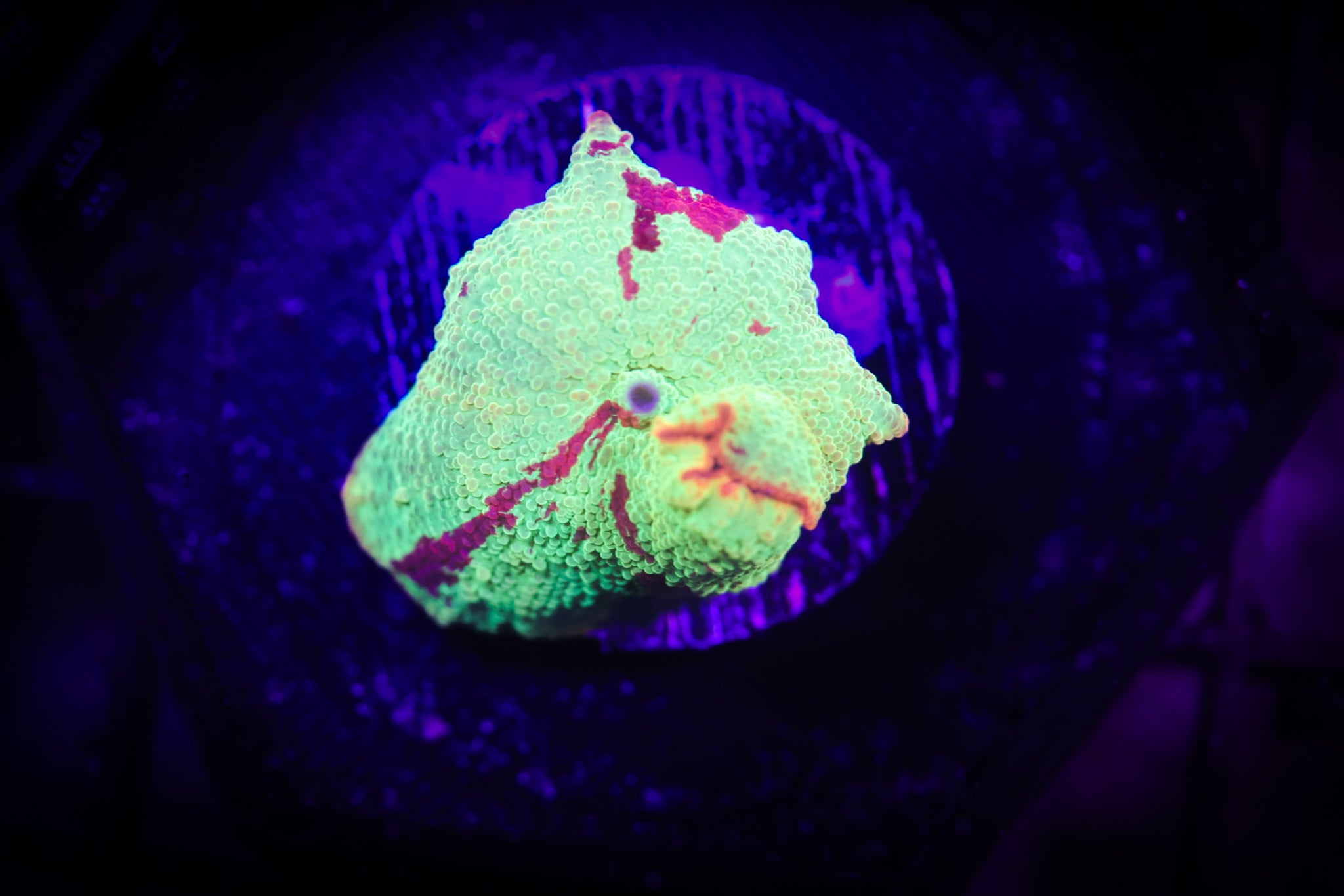 Jaw breaker Shroom WYSIWYG