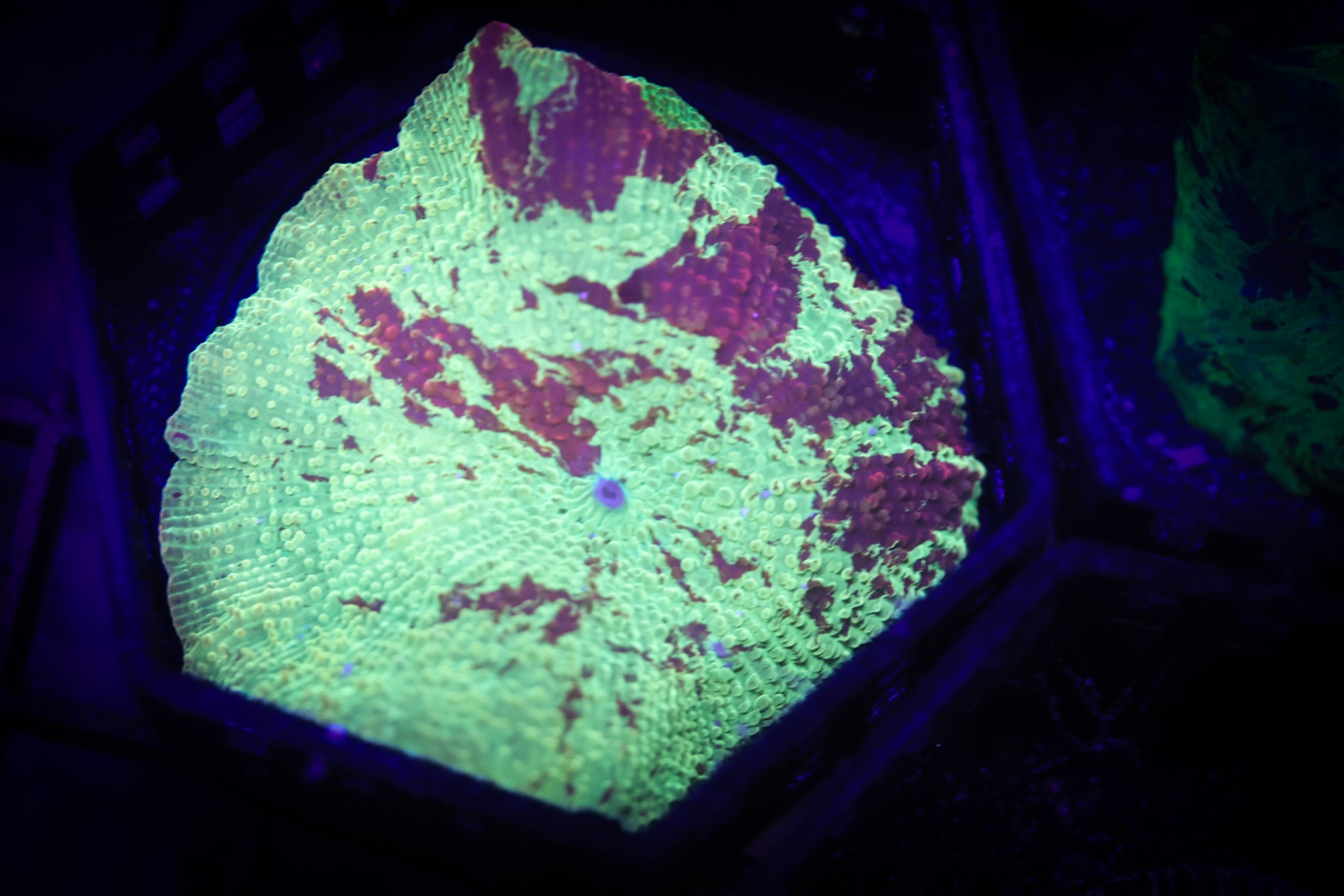 Jaw breaker Shroom WYSIWYG