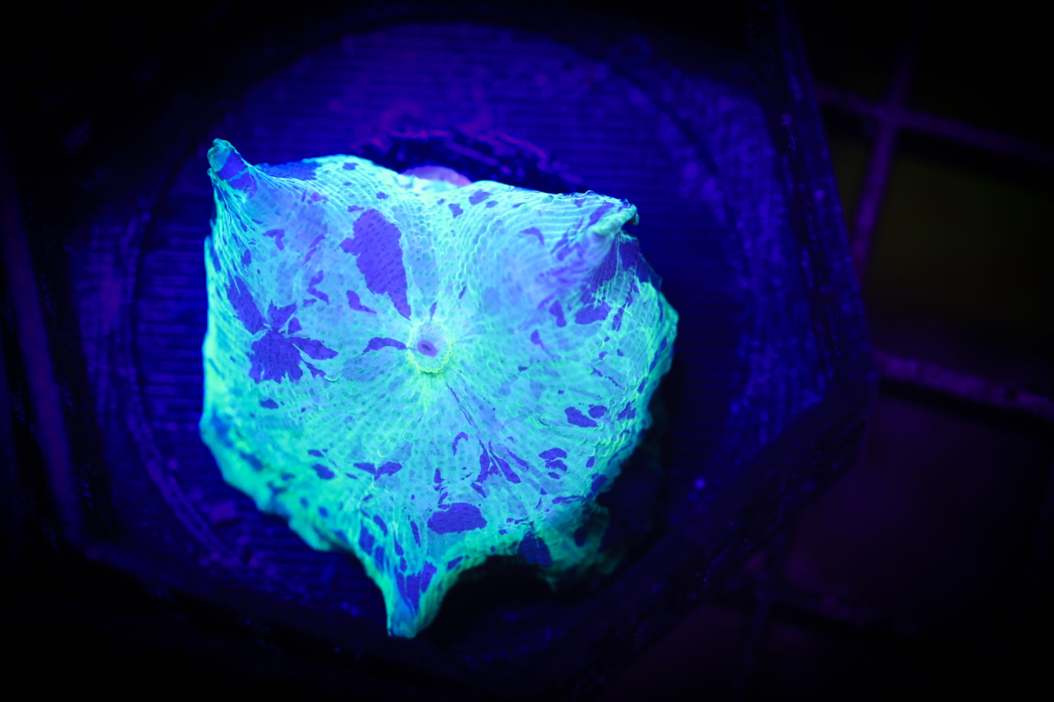 Kryptonite Shroom WYSIWYG