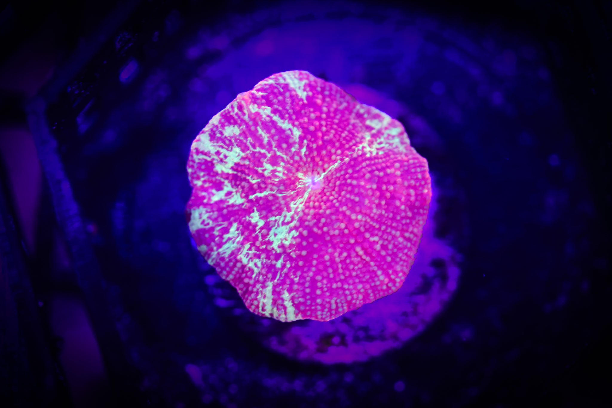 Jaw Breaker Shroom WYSIWYG