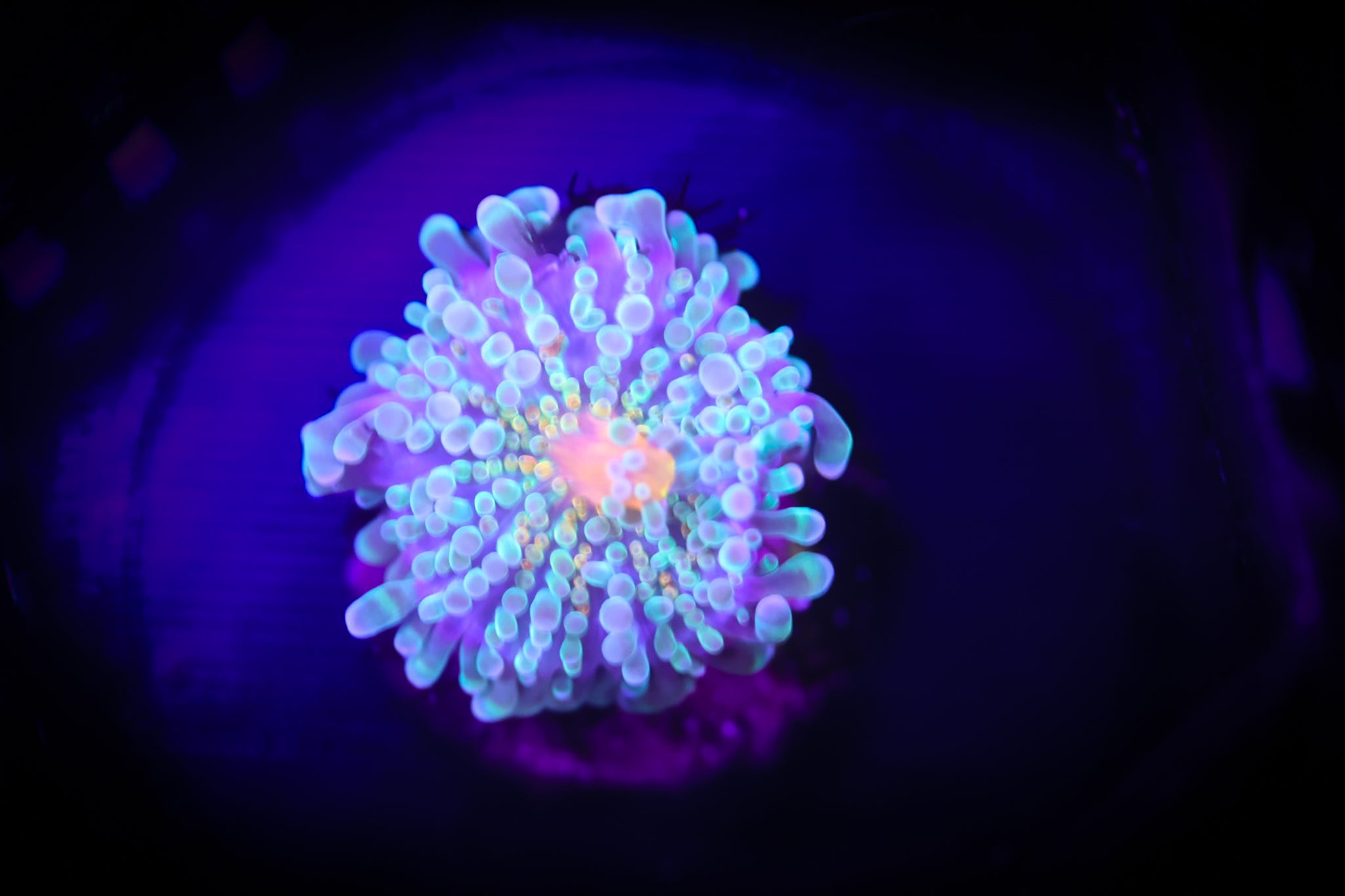 Rainbow Yuma WYSIWYG