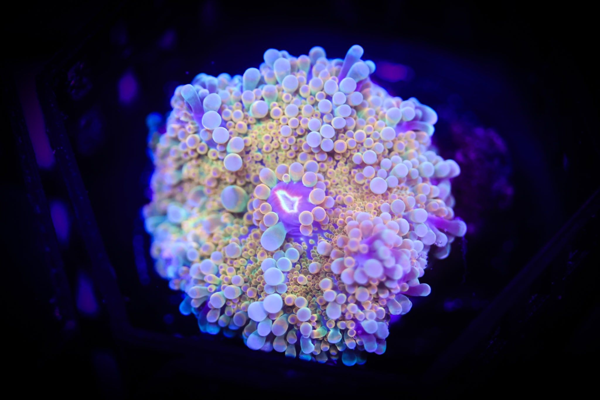 Ultra Rainbow Yuma WYSIWYG