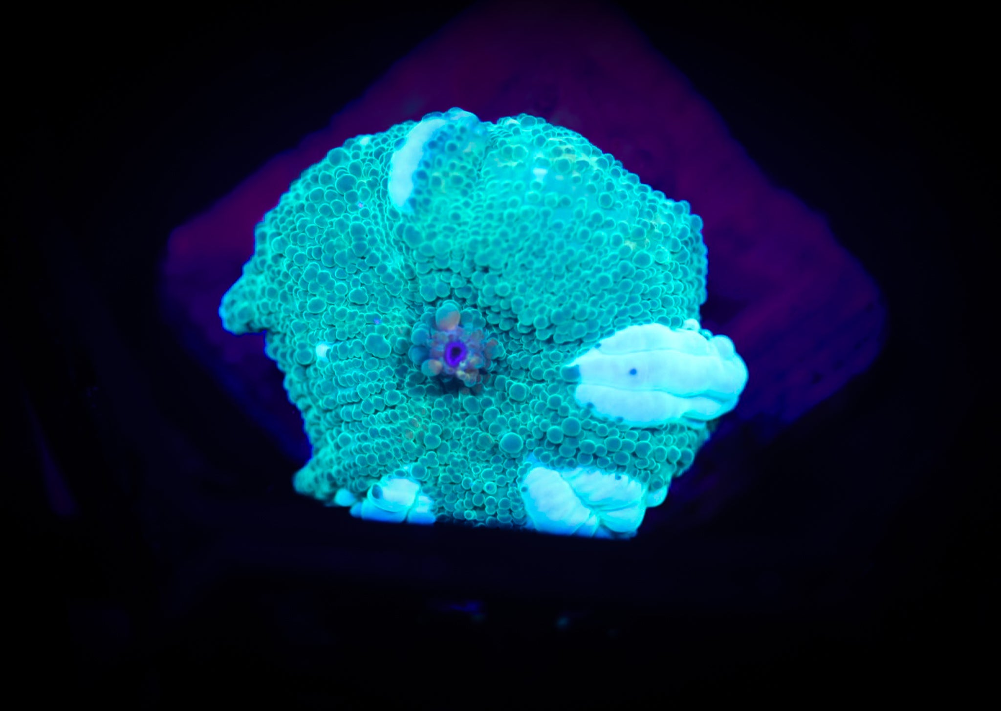 BEC Death to Disco WYSIWYG