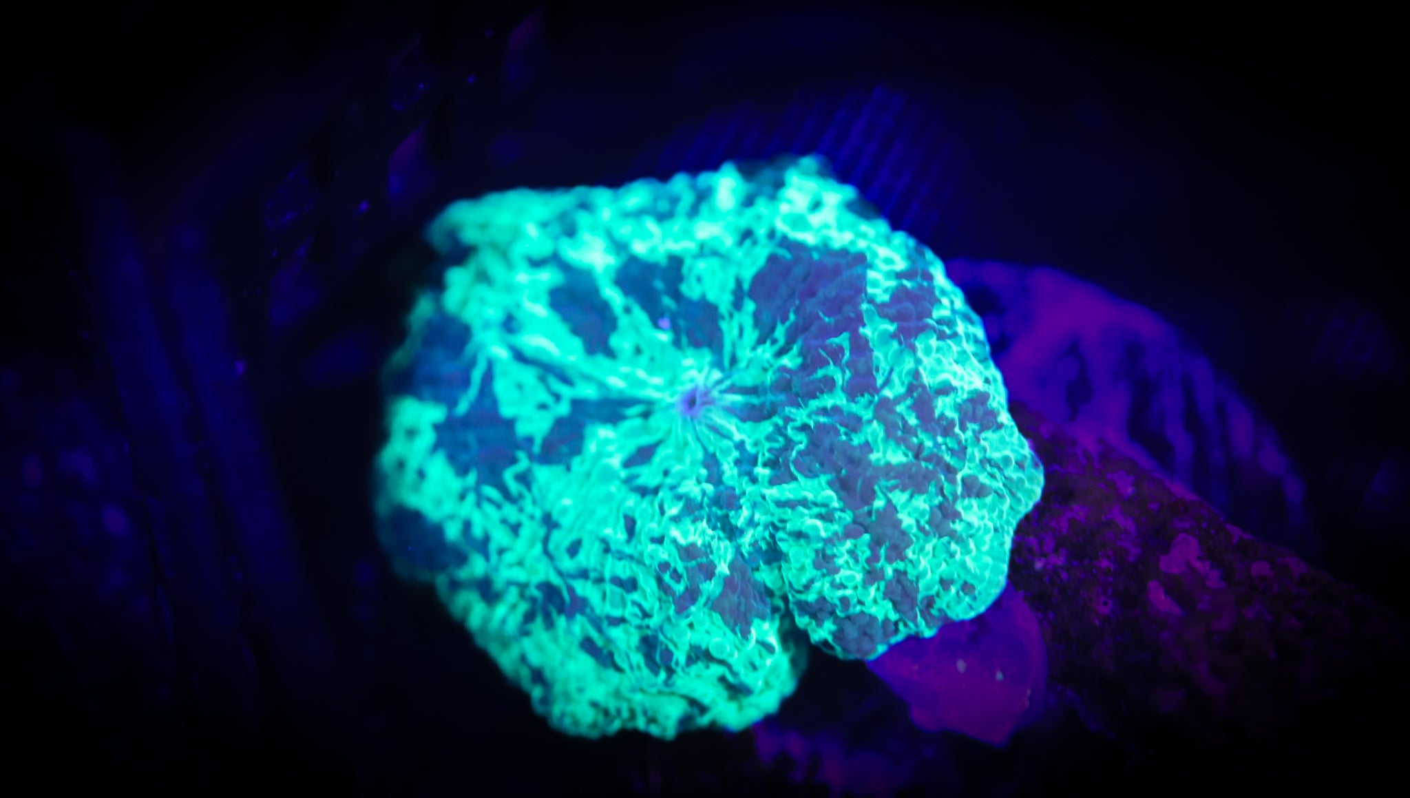 Kryptonite Shroom WYSIWYG