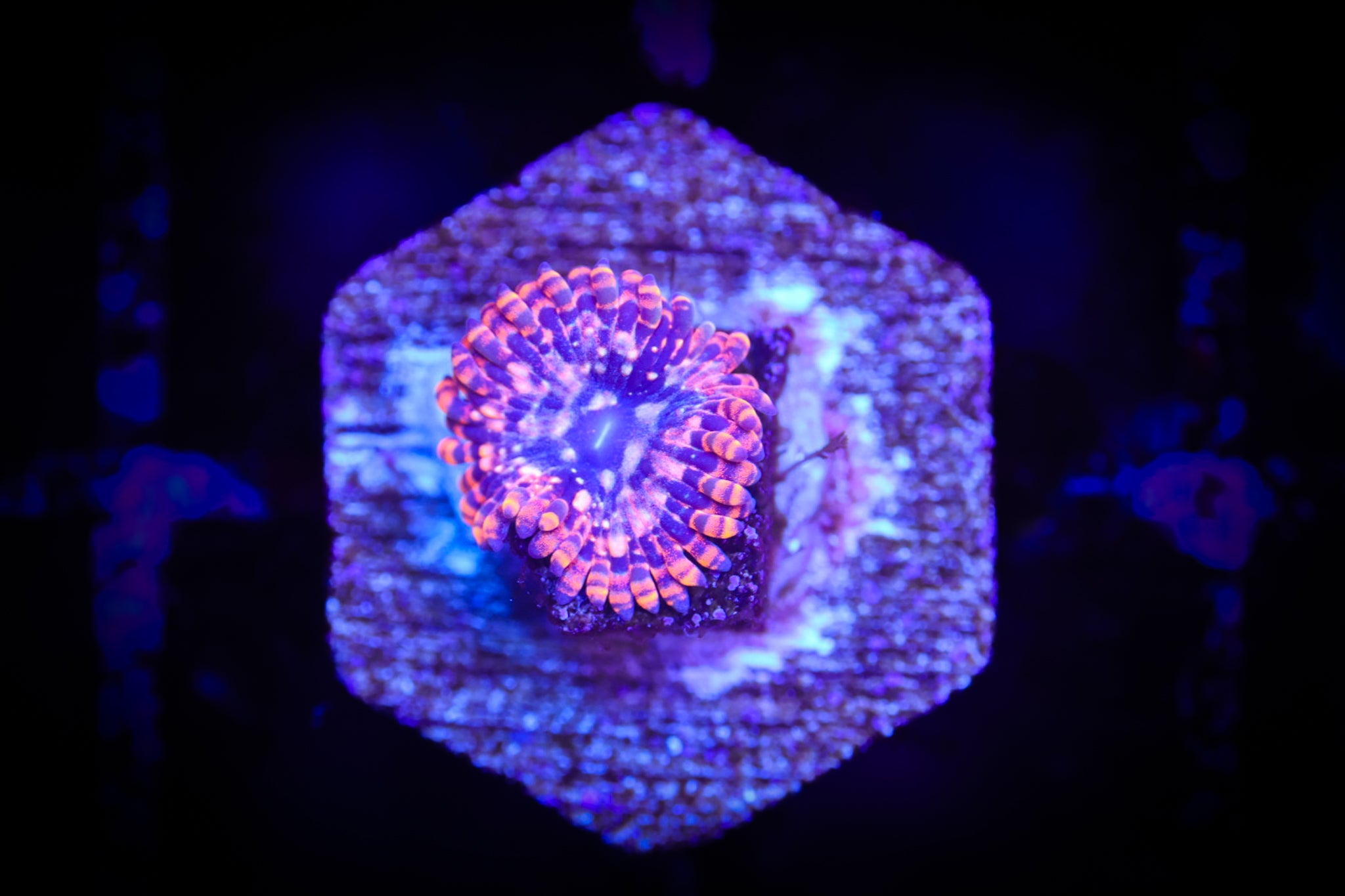 Utter Chaos (Single) WYSIWYG