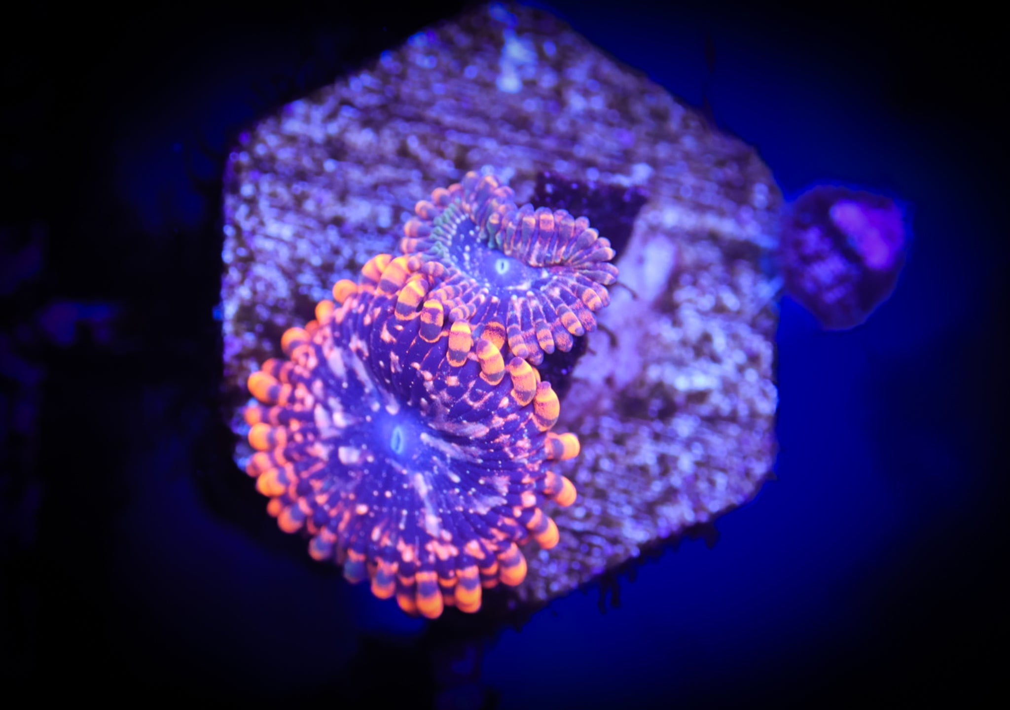 Utter Chaos (Double) WYSIWYG