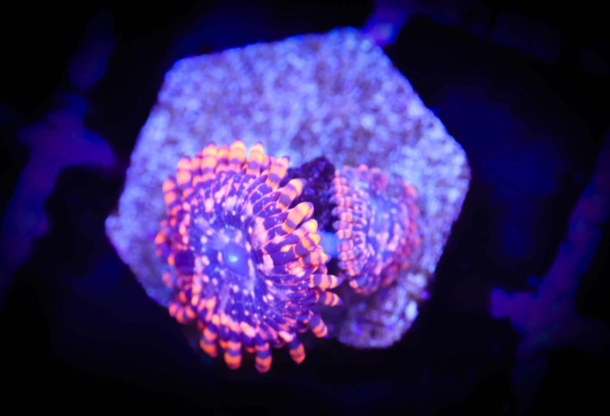 Utter Chaos (Double) WYSIWYG