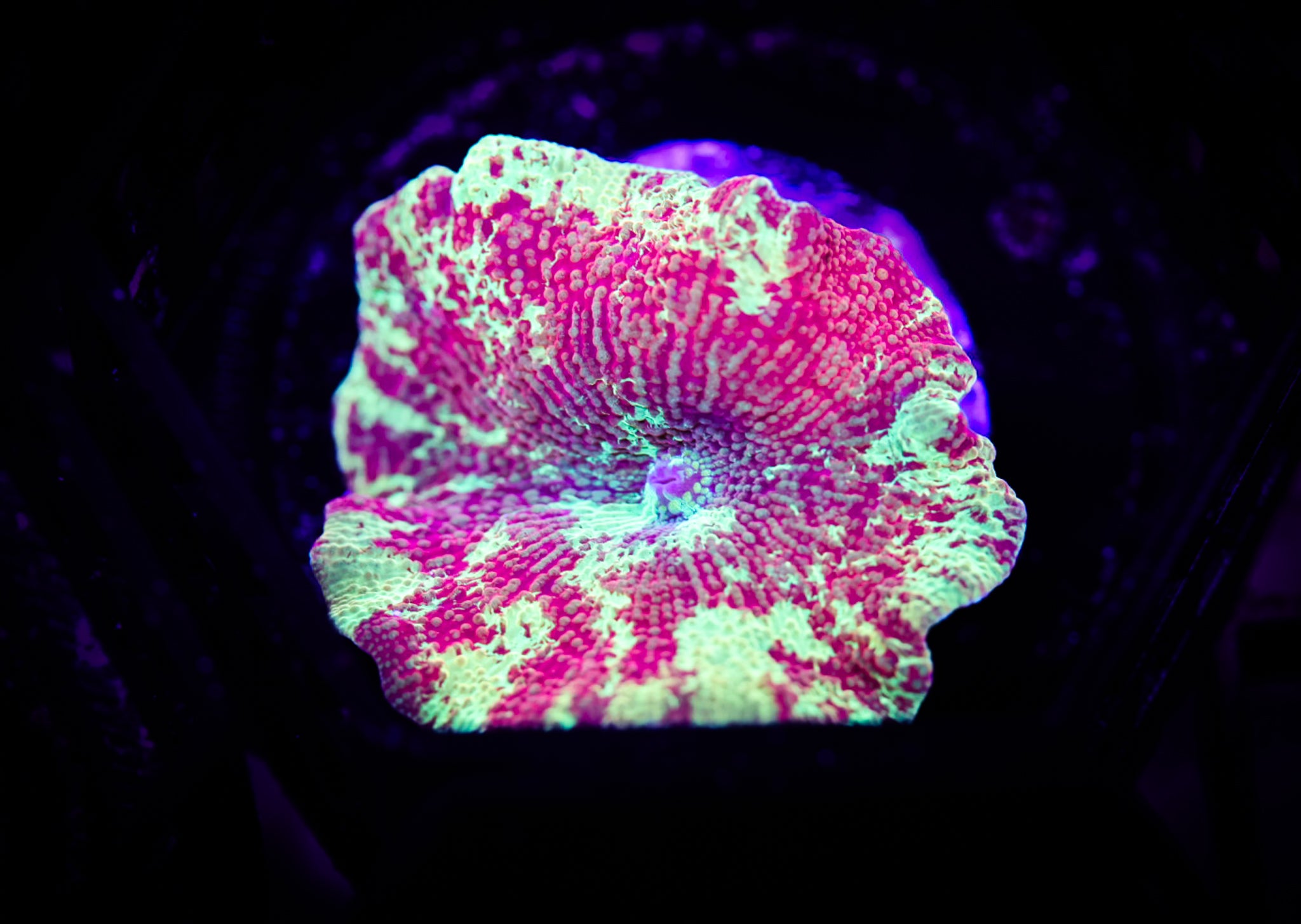 Jaw breaker Shroom WYSIWYG