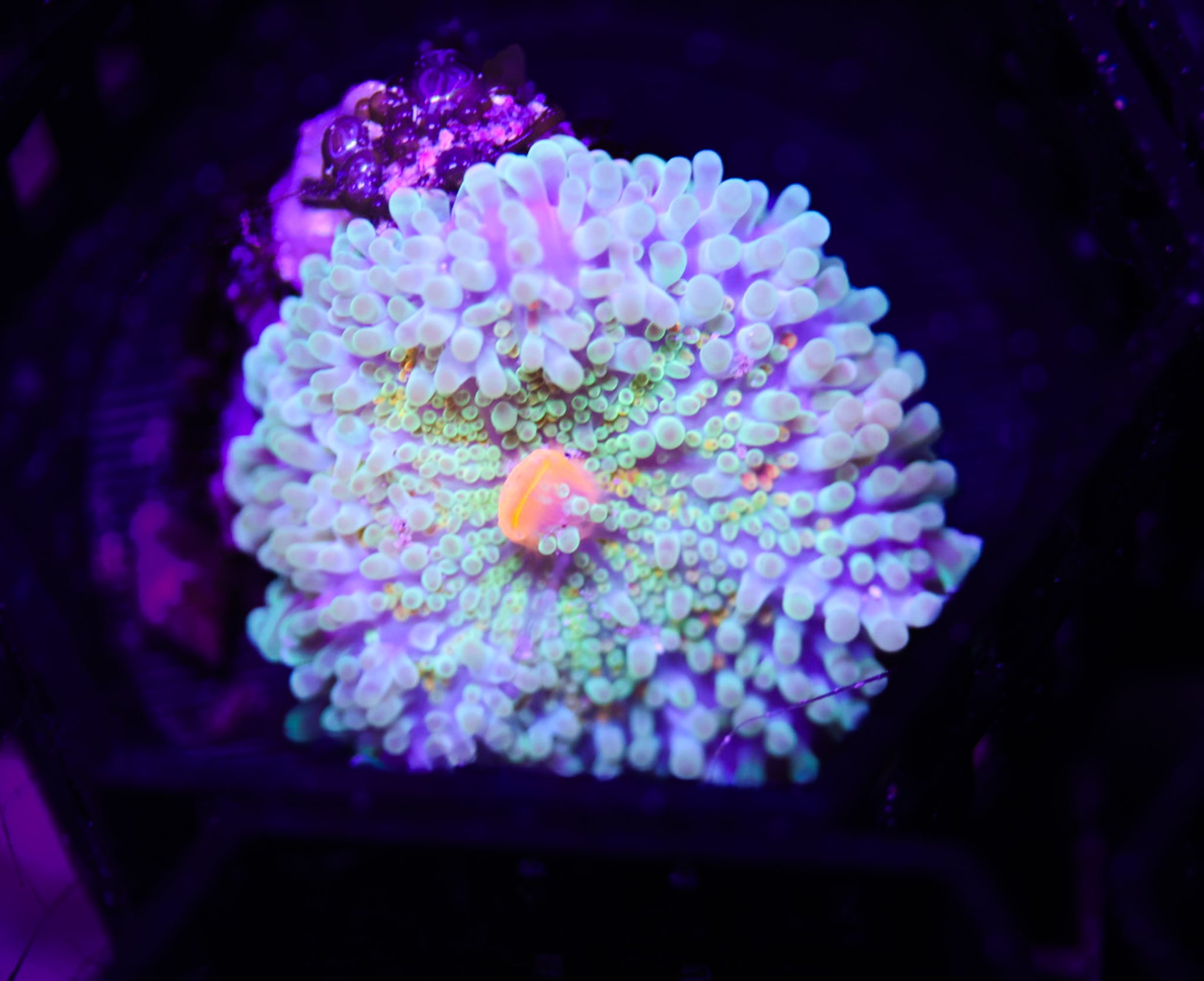 Ultra Rainbow Yuma WYSIWYG