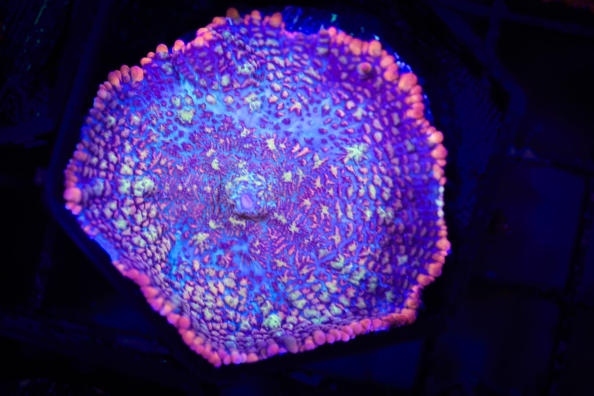 Cotton Candy Rhodactis (XL) WYSIWYG