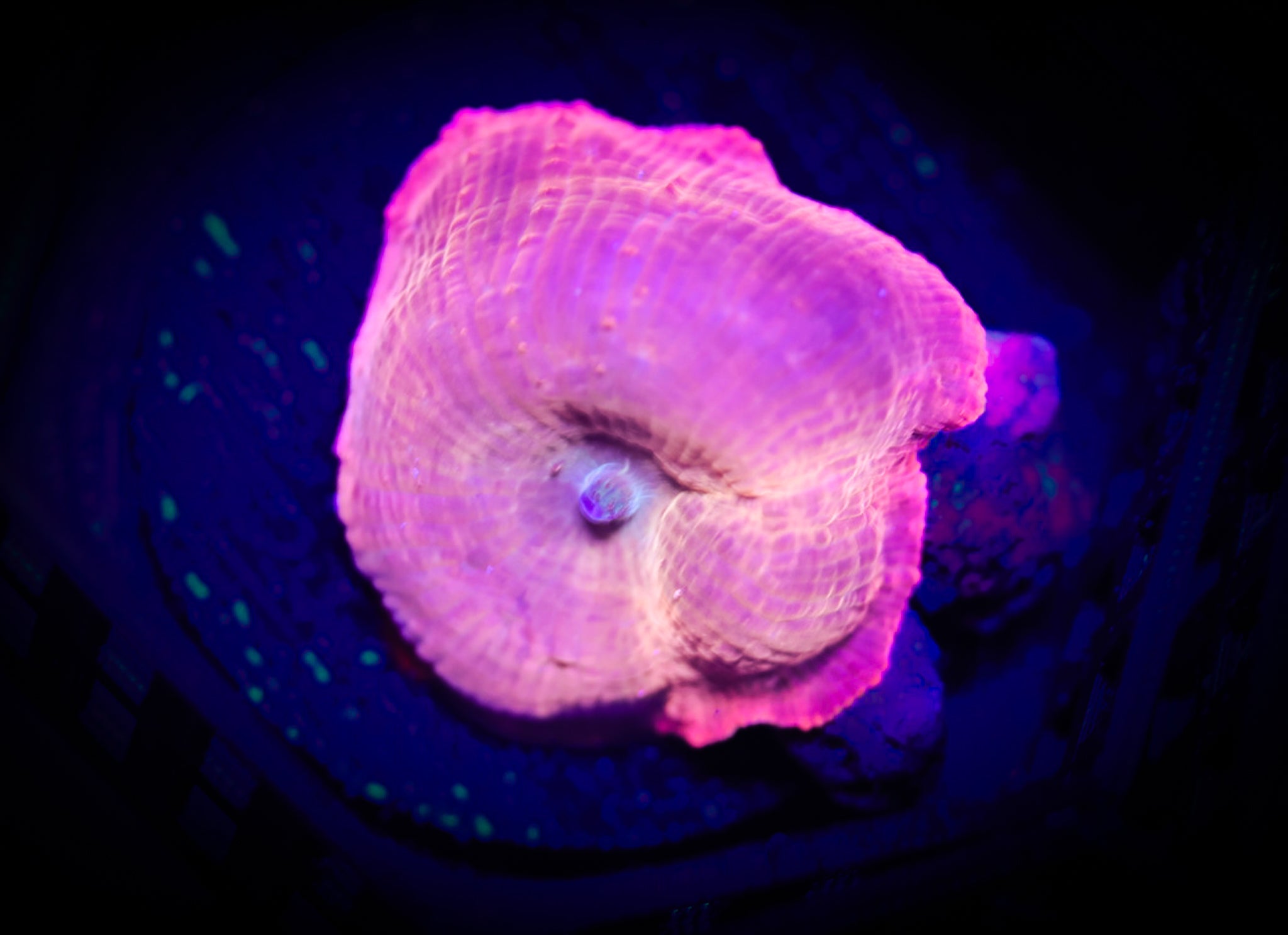 Dead Pool Shroom WYSIWYG