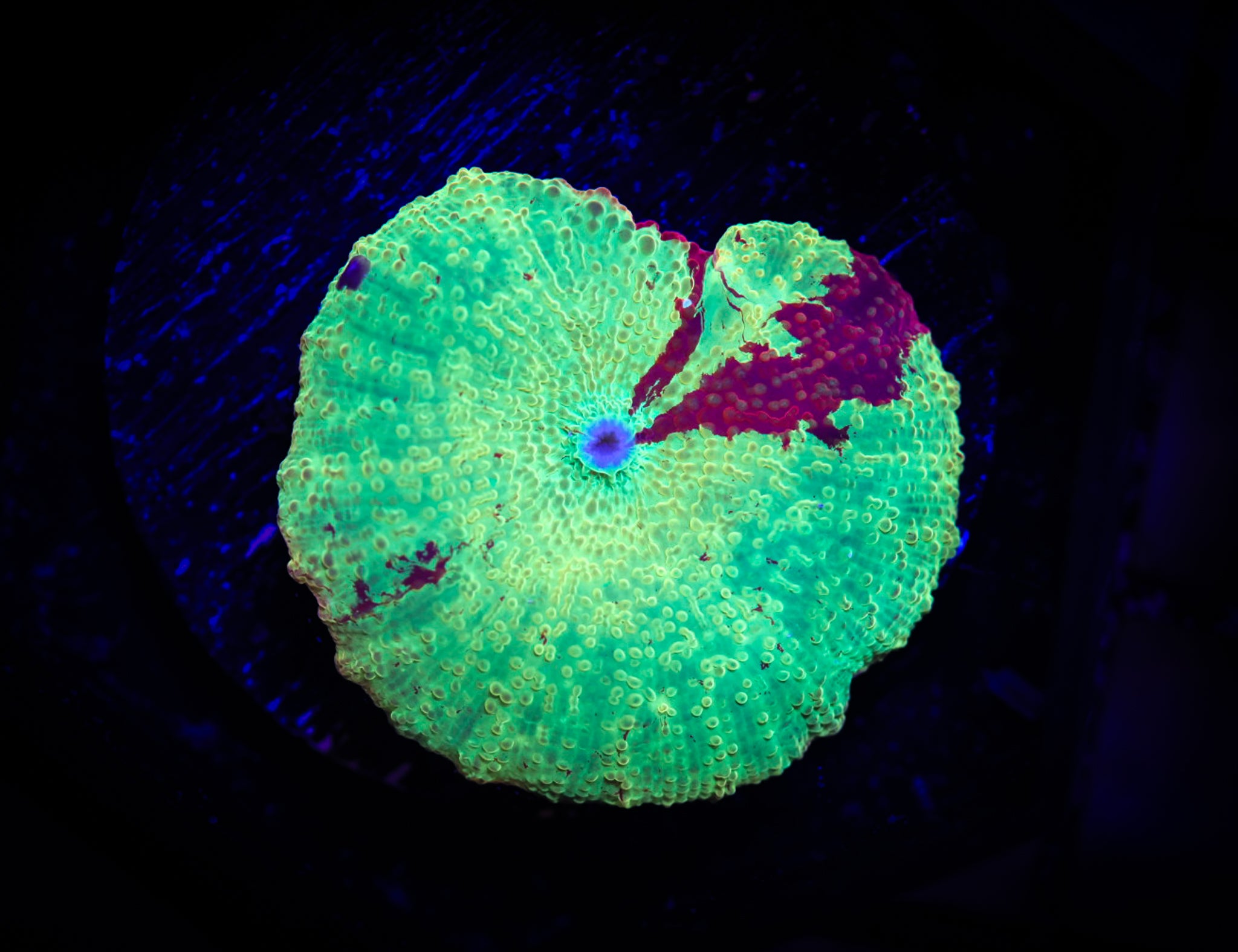 Jaw breaker Shroom WYSIWYG