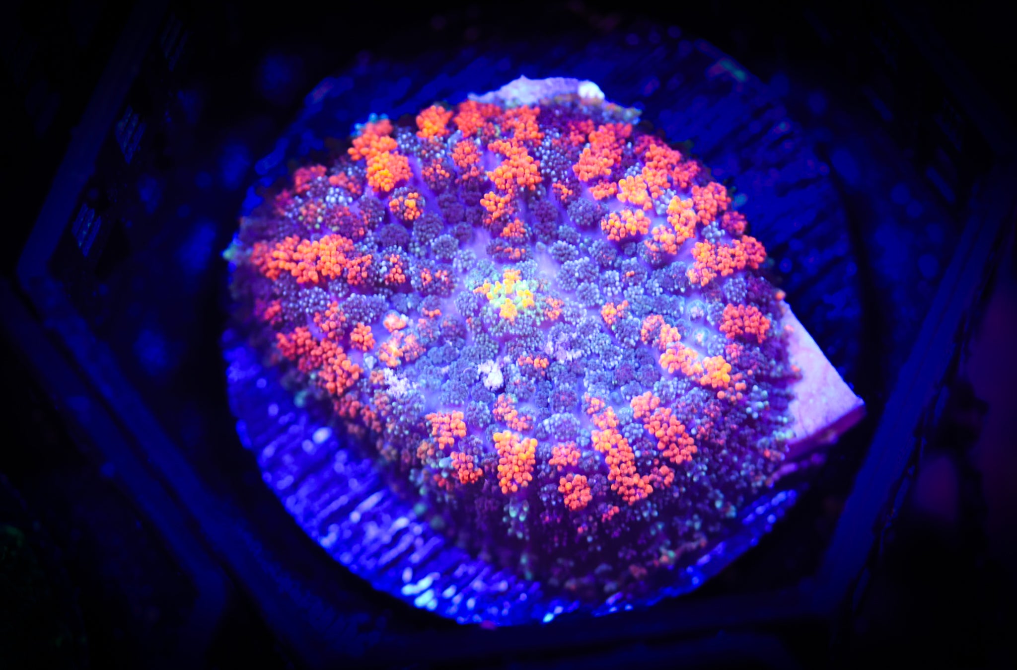 Ultra Rainbow Rhodactis (XL) WYSIWYG