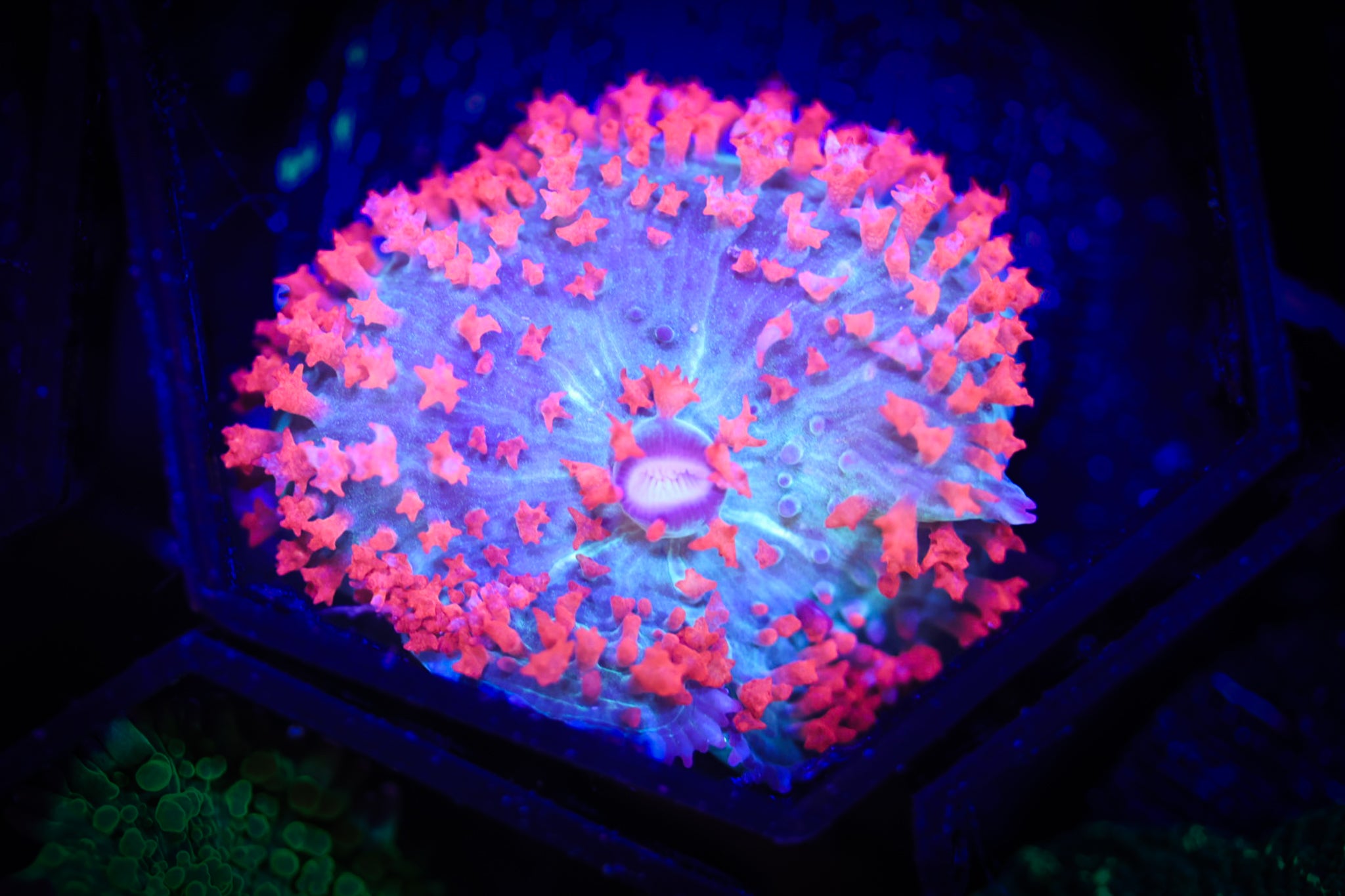 St. Thomas  Shroom (XL) WYSIWYG