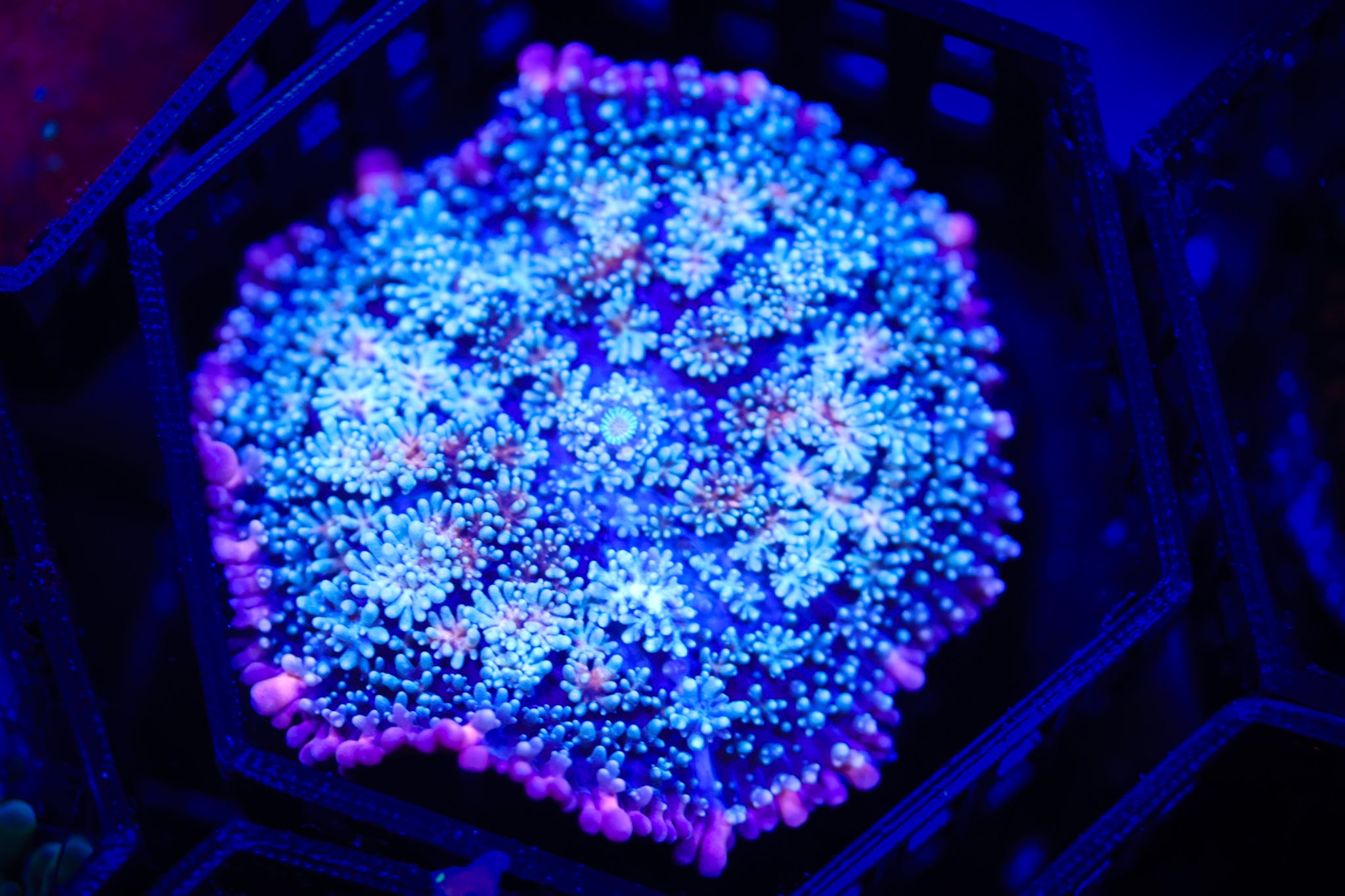 Frankenstein Shroom (XL) WYSIWYG