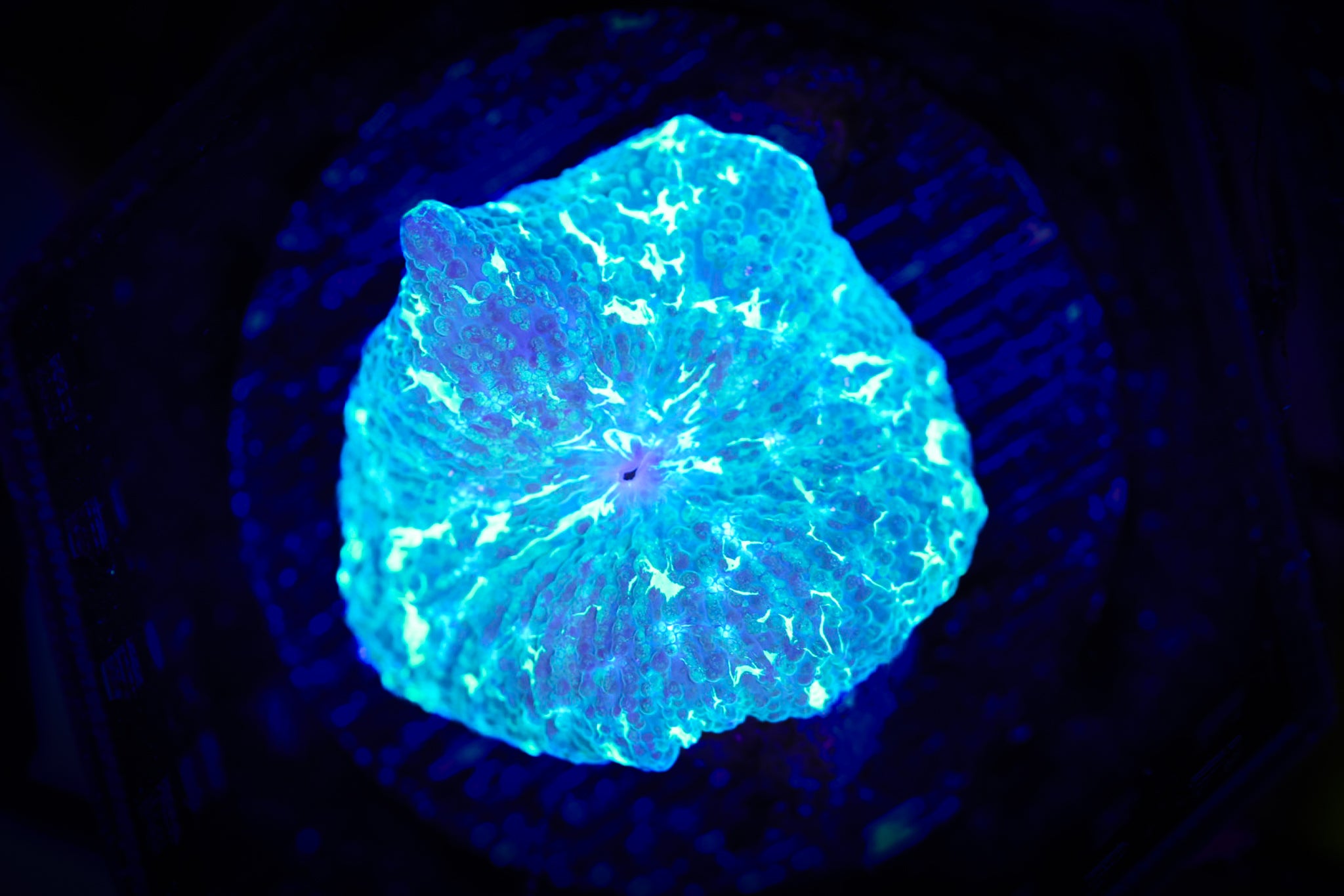 Kryptonite Shroom WYSIWYG