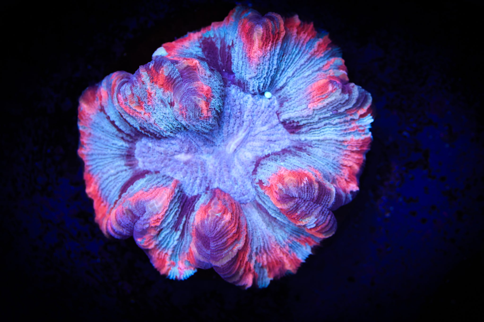 BEC Pink Ultra Trachy WYSIWYG