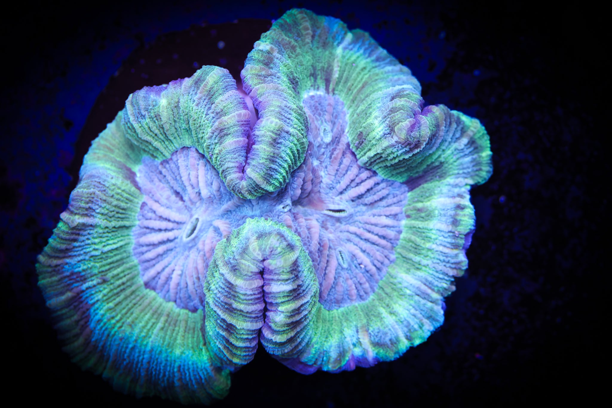 BEC Purple Haze Trachy WYSIWYG