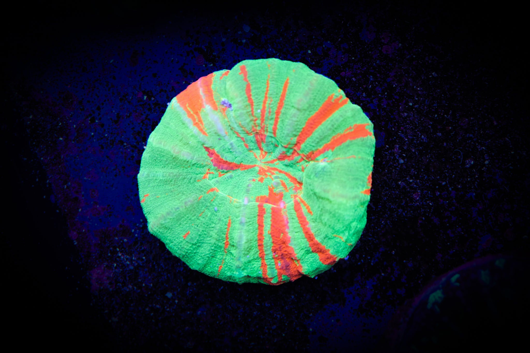 BEC Bleeding Apple WYSIWYG