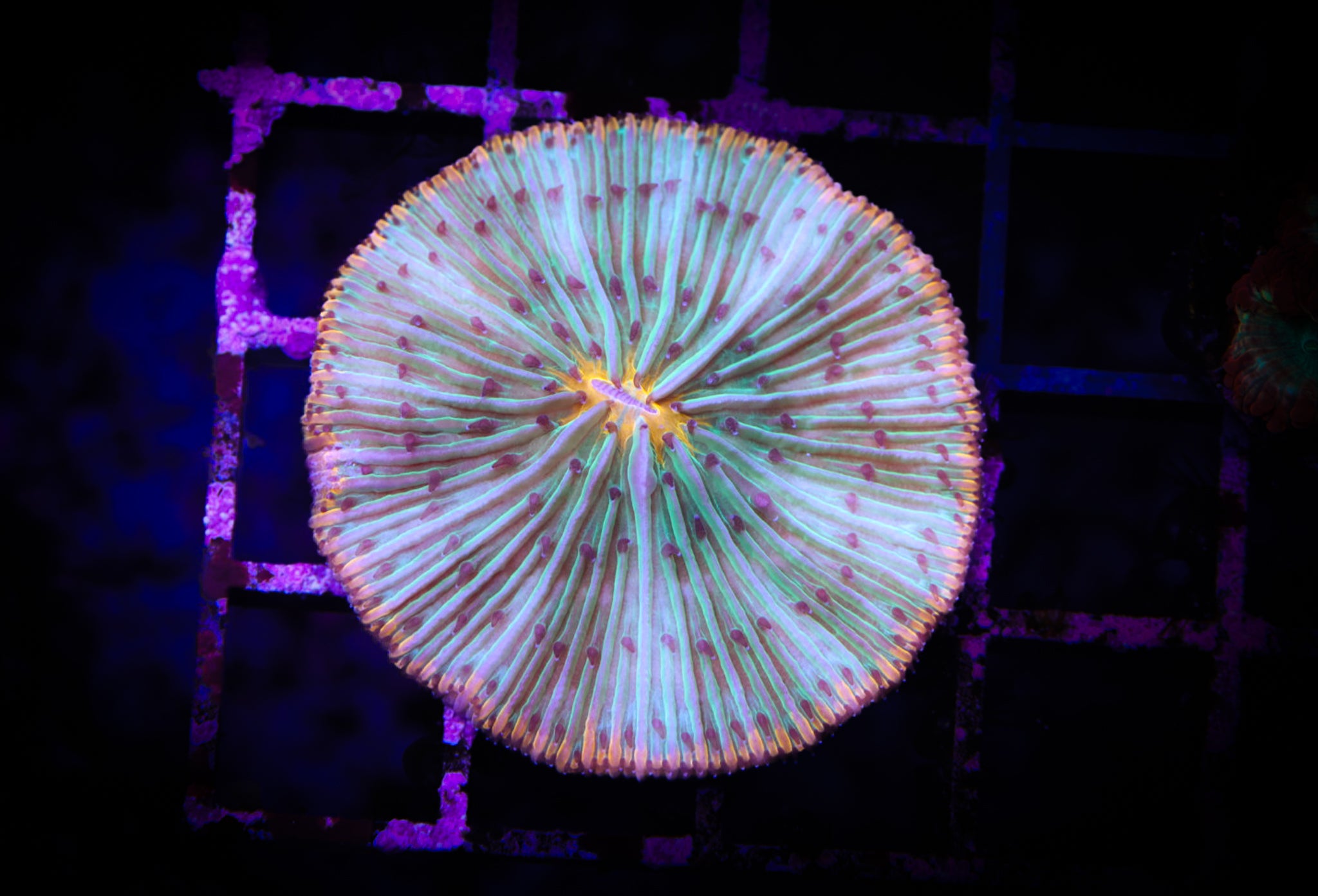 BEC Double Vision Plate WYSIWYG